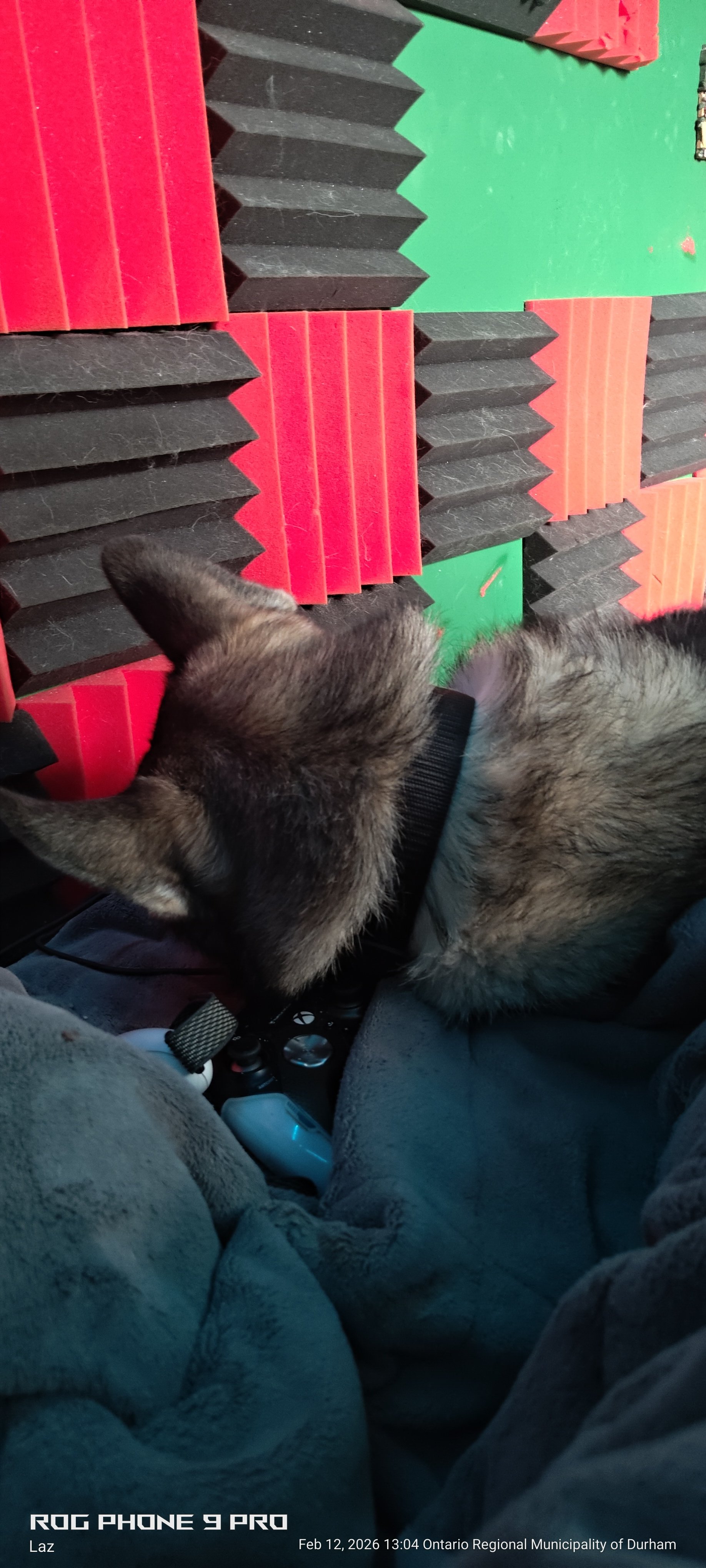 Close-up of a tabby cat with a collar, sitting among electronic devices, in front of soundproof foam panels with a green background.