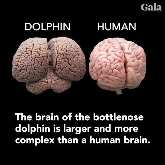 Comparison of a dolphin brain and a human brain showing the dolphin brain is larger and more complex.