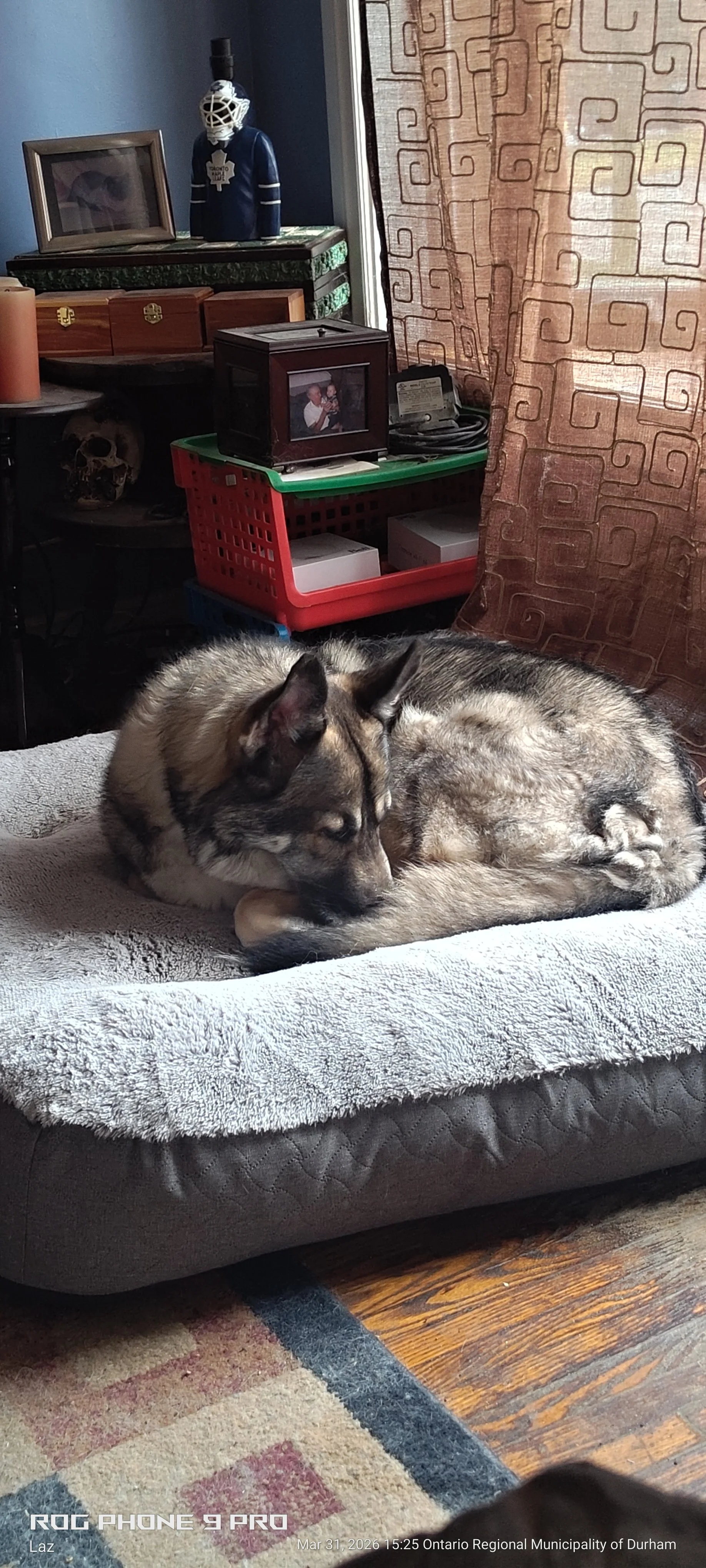 A Siberian Husky dog curled up on a gray and white bed resting near a curtain and wooden floor; background includes a red basket, framed photos, and decorative objects.
