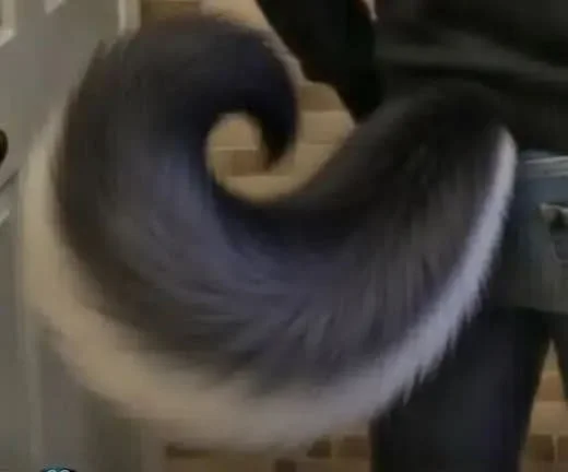 Close-up of a fluffy, gray and white tail of an animal, likely a fox or a similar creature, with a person standing nearby.
