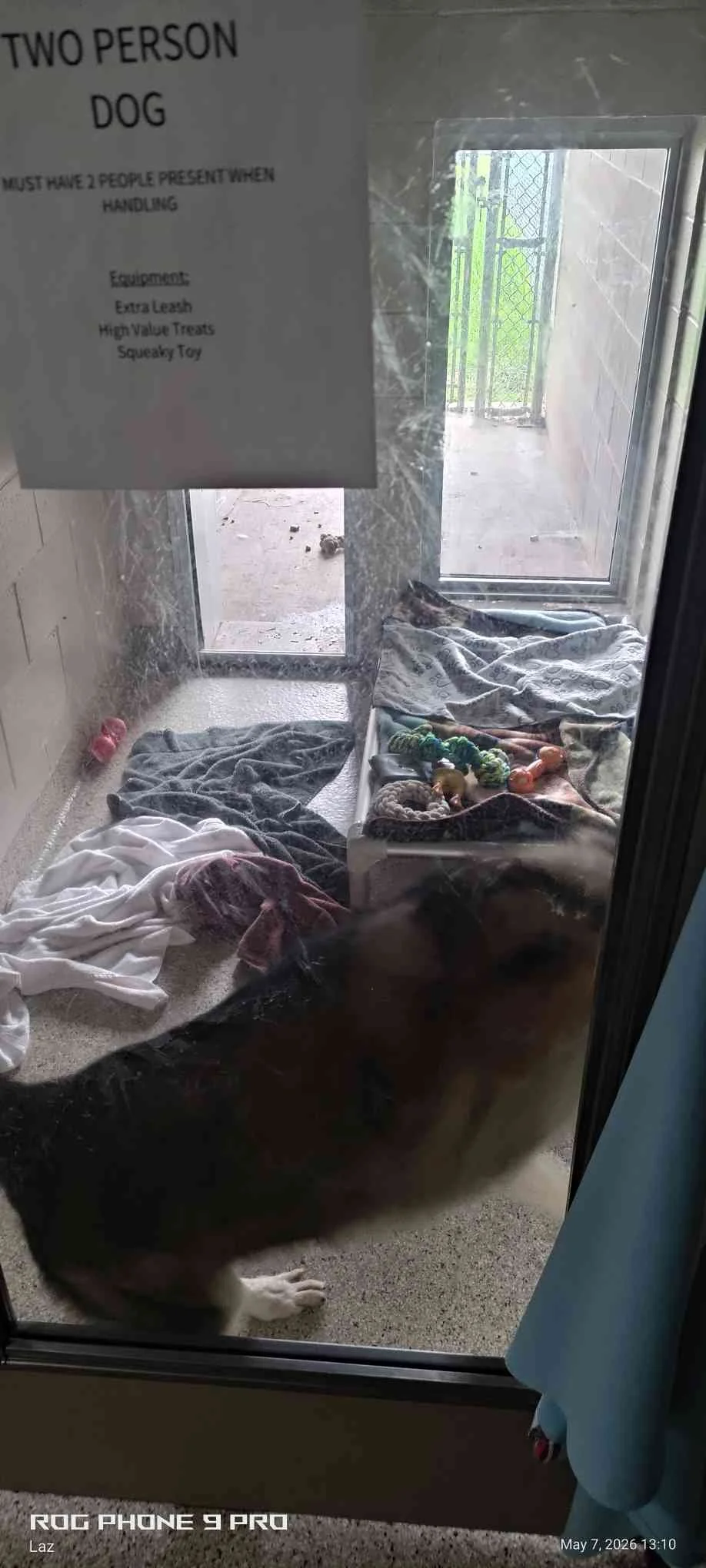 A sign on a glass door instructs that for a two-person dog handling, two people must be present, with equipment including extra leash, high-value treats, and a squeaky toy. Inside, a dog is lying on the floor among blankets and toys, with a tray of d