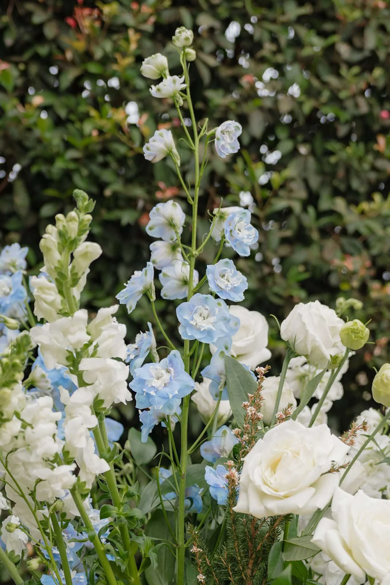 Close-up of a tall flower spike with white and pale blue flowers, surrounded by green foliage and other white flowers.