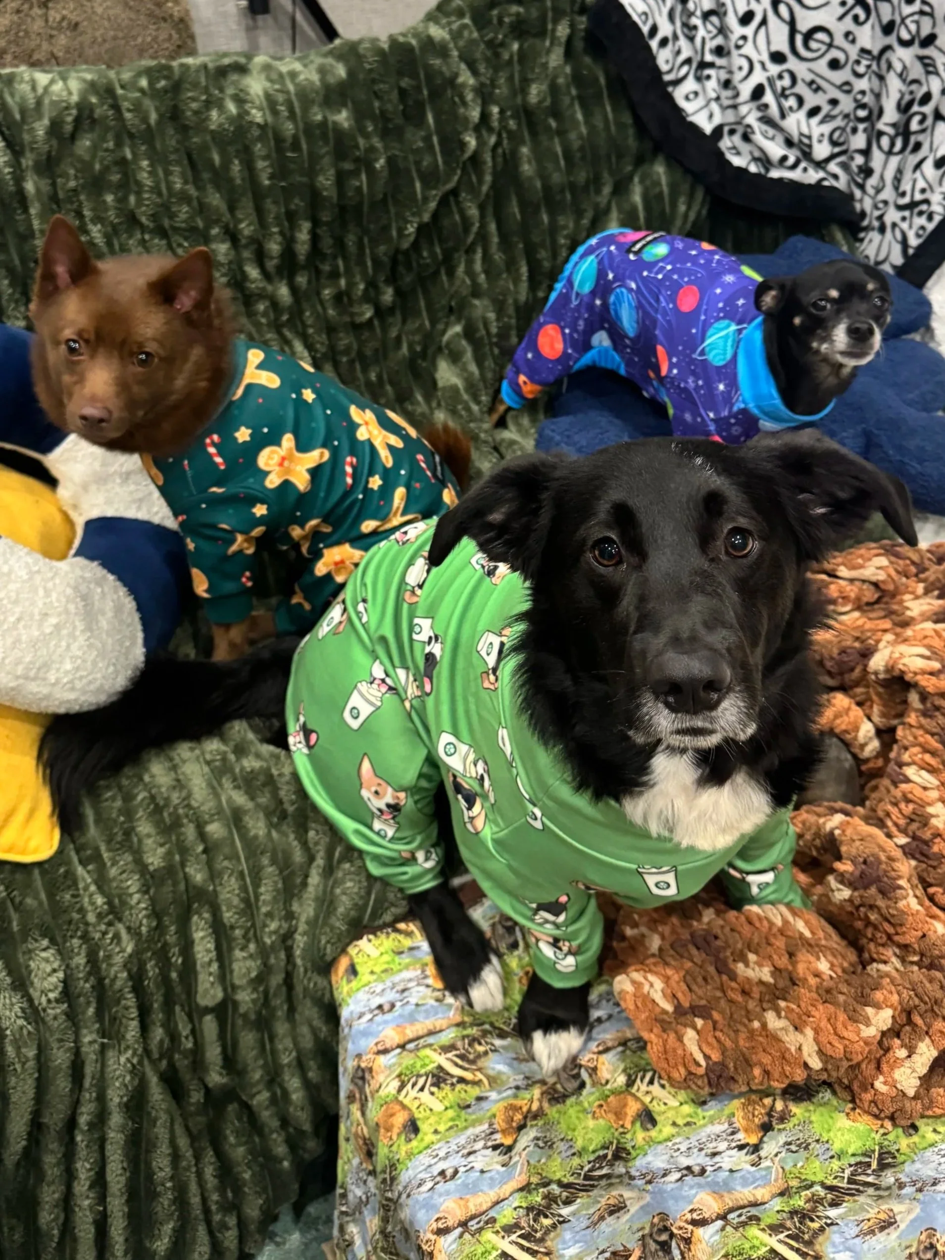 Three dogs dressed in colorful pajamas sitting on a sofa with a green blanket and a patterned black and white pillow in the background.