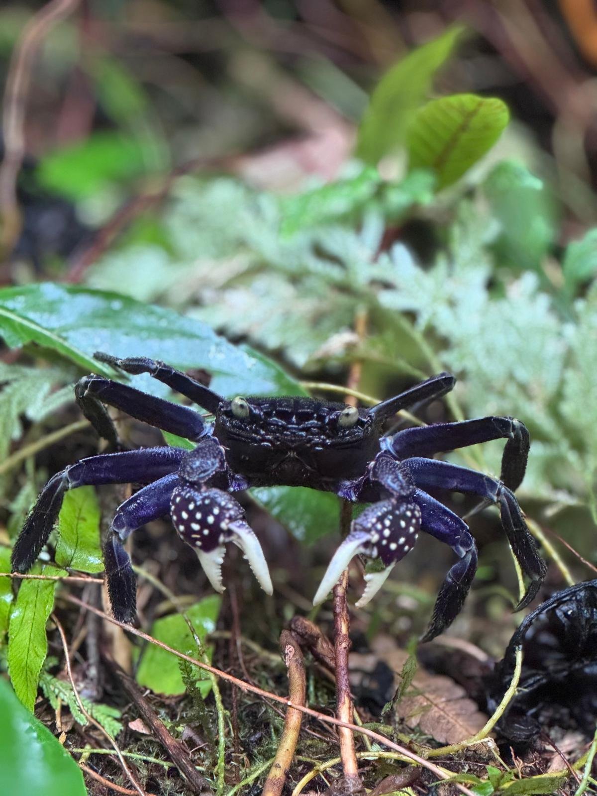 Ucuilagi-Activities-Bouma-Heritage-national-park-fresh-water-crabs-Taveuni.jpeg
