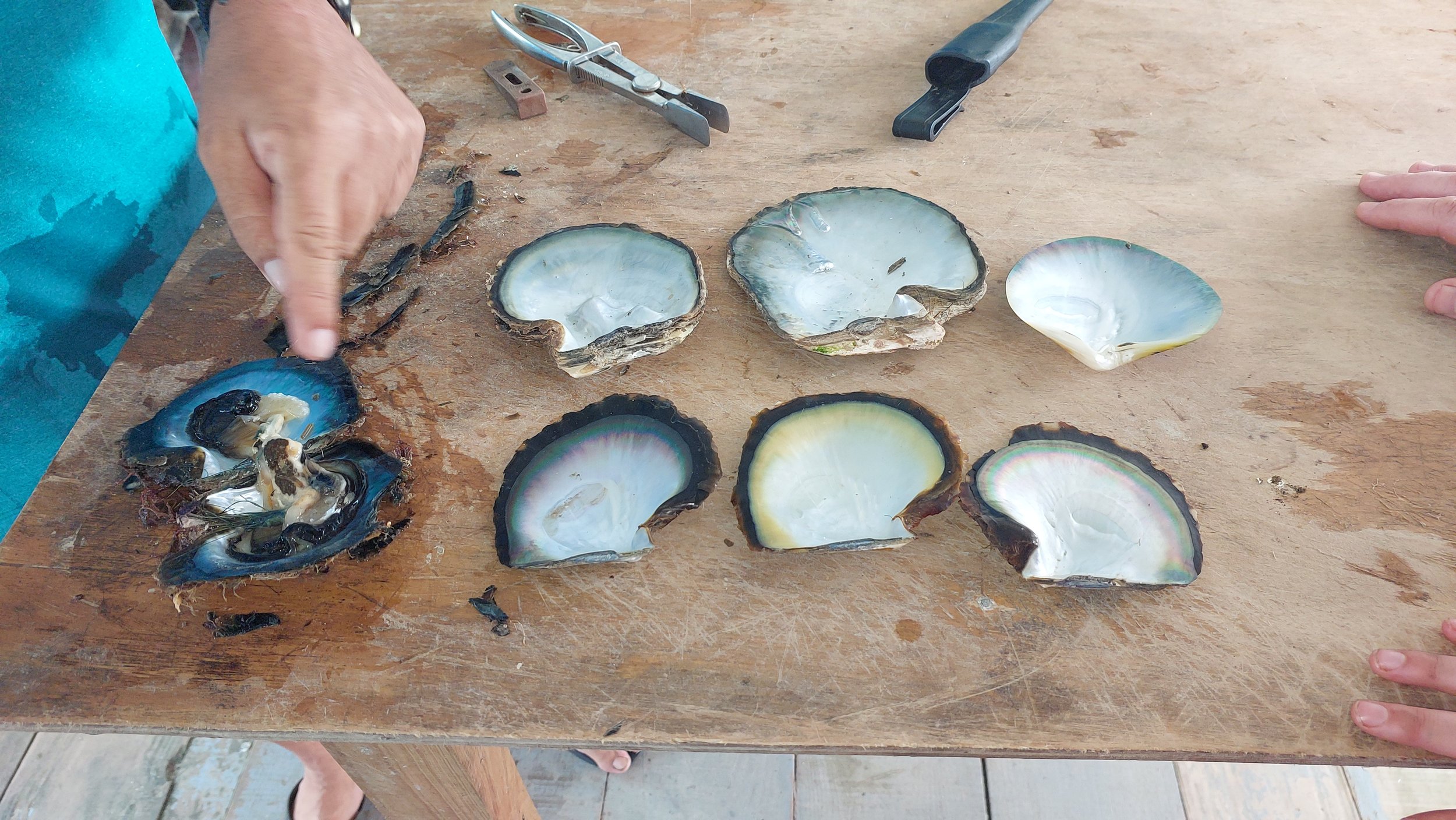 Ucuilagi-activites-civa-pearl-farm-clams-taveuni (1).jpg