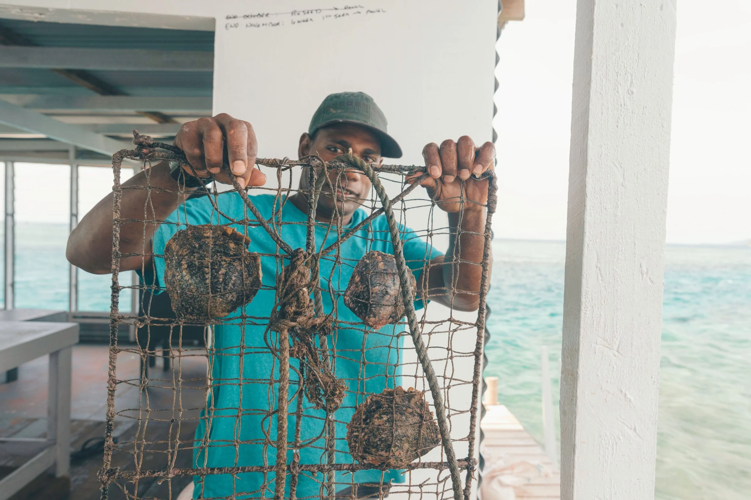 Fijian man holding up oyster shells in a cage where the pearls grow