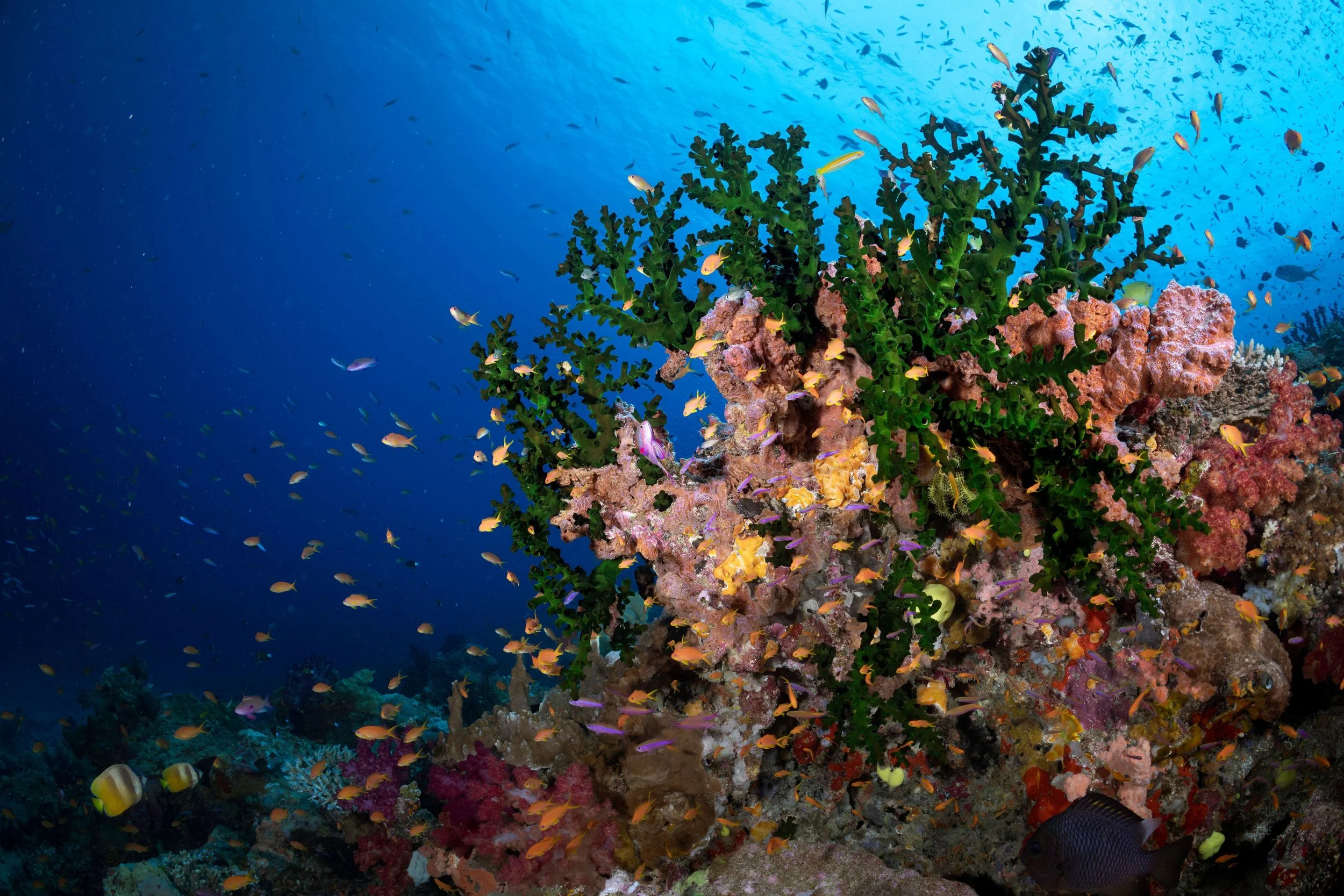 Ucuilagi, Taveuni Island Fiji - Rainbow Reef - Underwater scene showing a coral reef with various small, colorful fish swimming around it, with a diver in the upper right corner exploring.