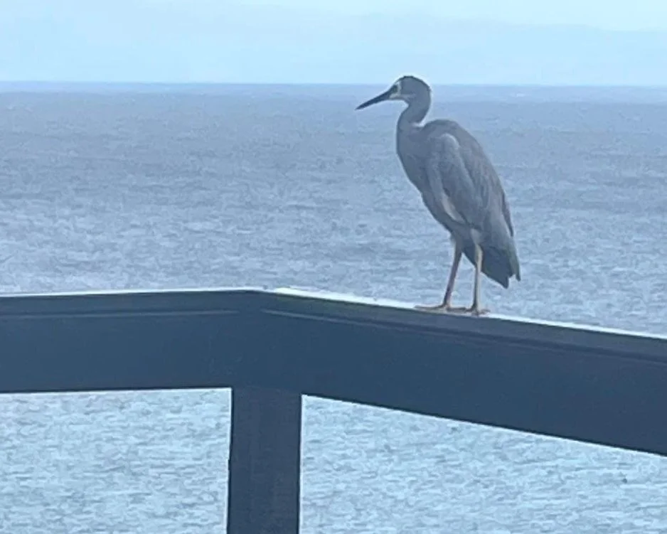 A heron stands on a railing overlooking a body of water with a distant horizon.