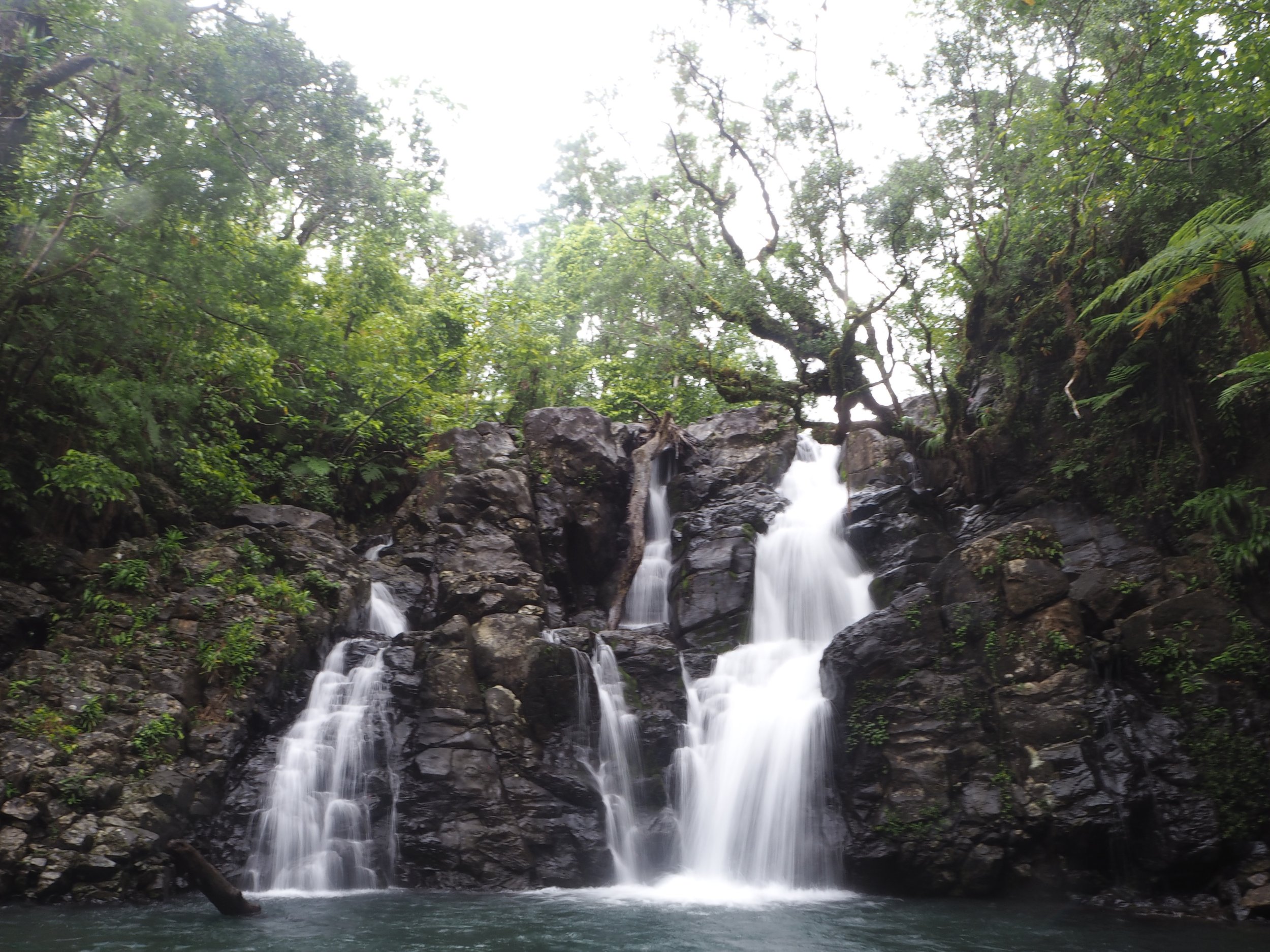 Water cascading over rocks in a lush, dense forest with green foliage surrounding a small waterfall.