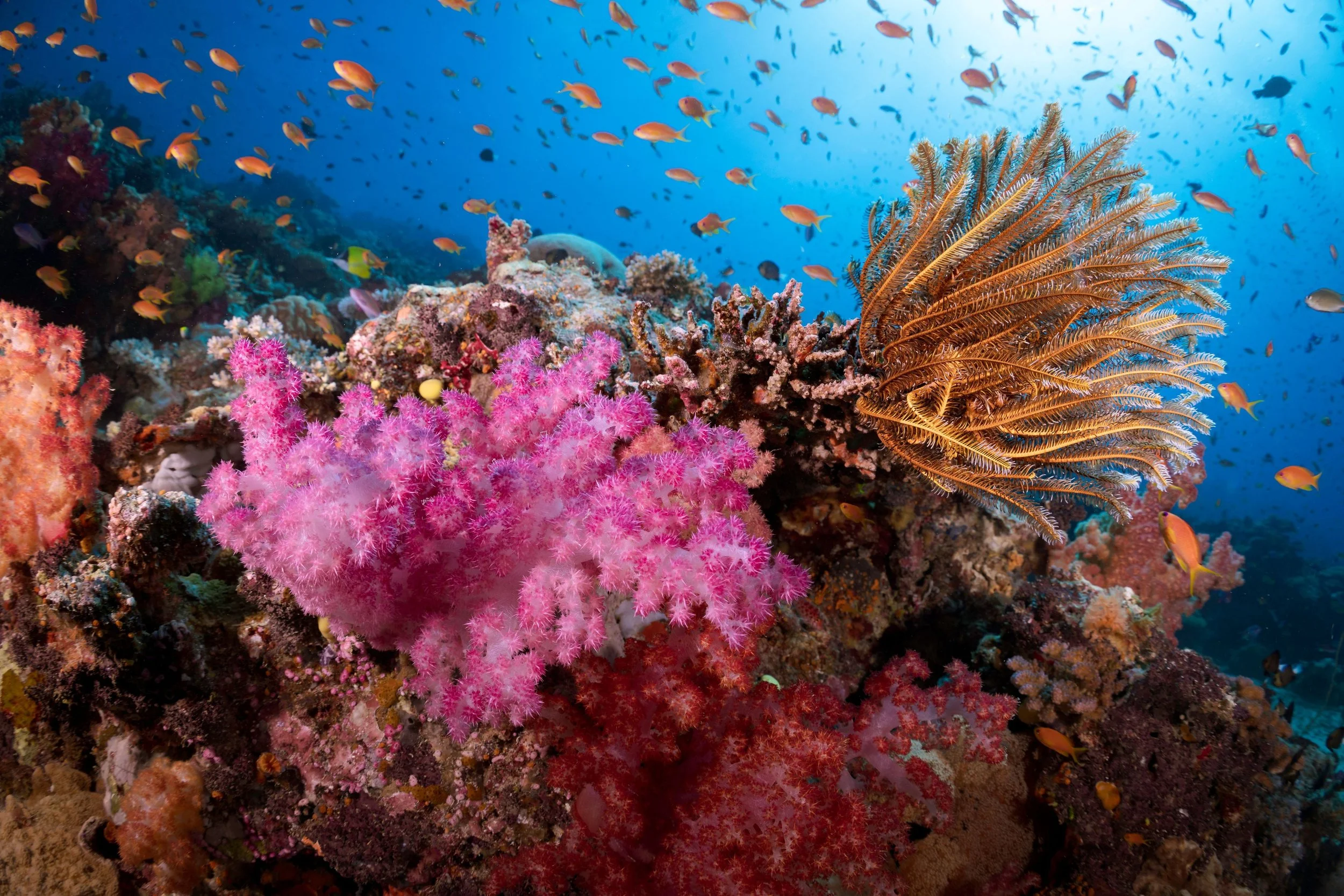 Abundant sealife and fish at the Rainbow Reef while Diving in Taveuni Fiji
