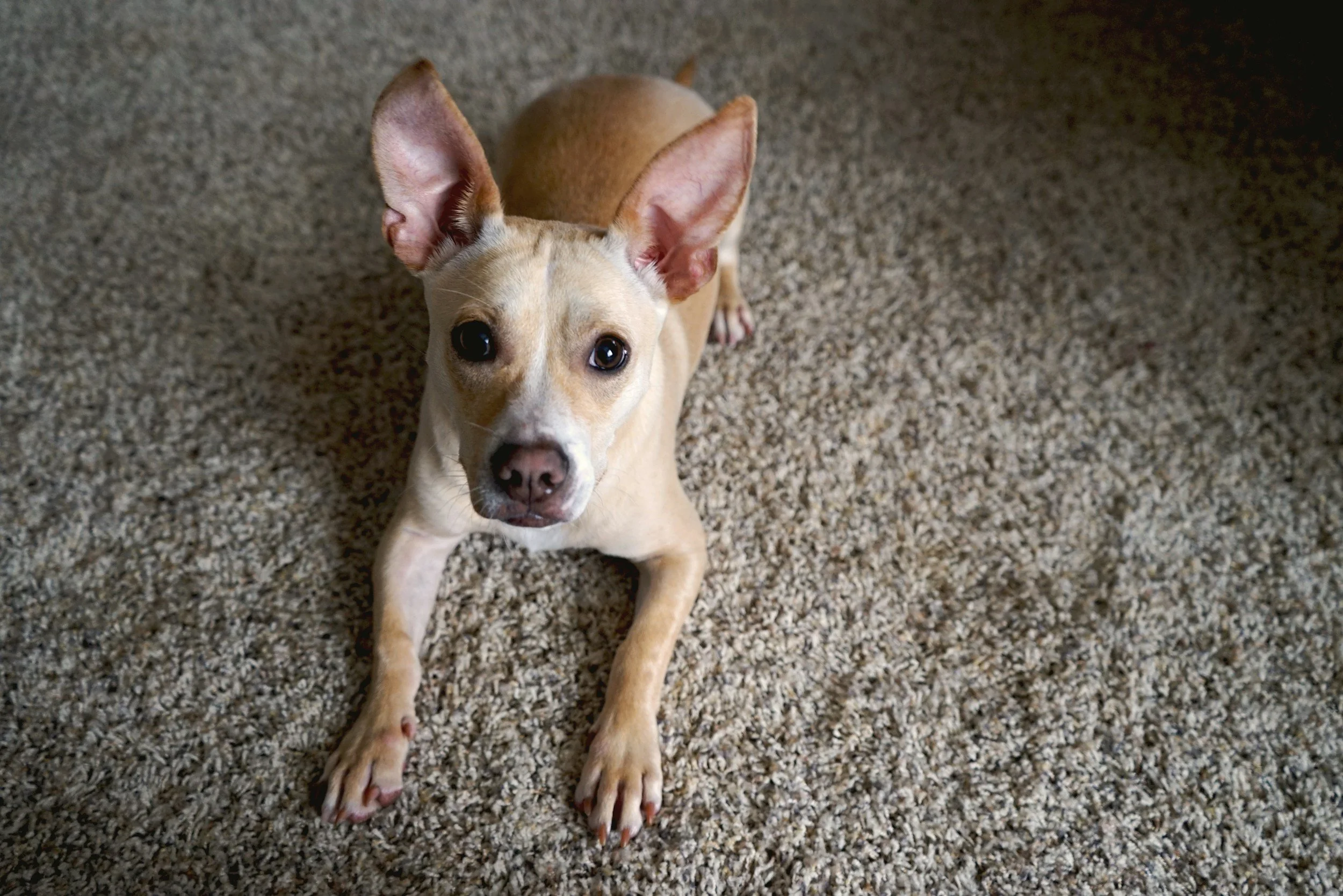 A tan and white dog lying on a beige carpet, looking at the camera with large ears and dark eyes.