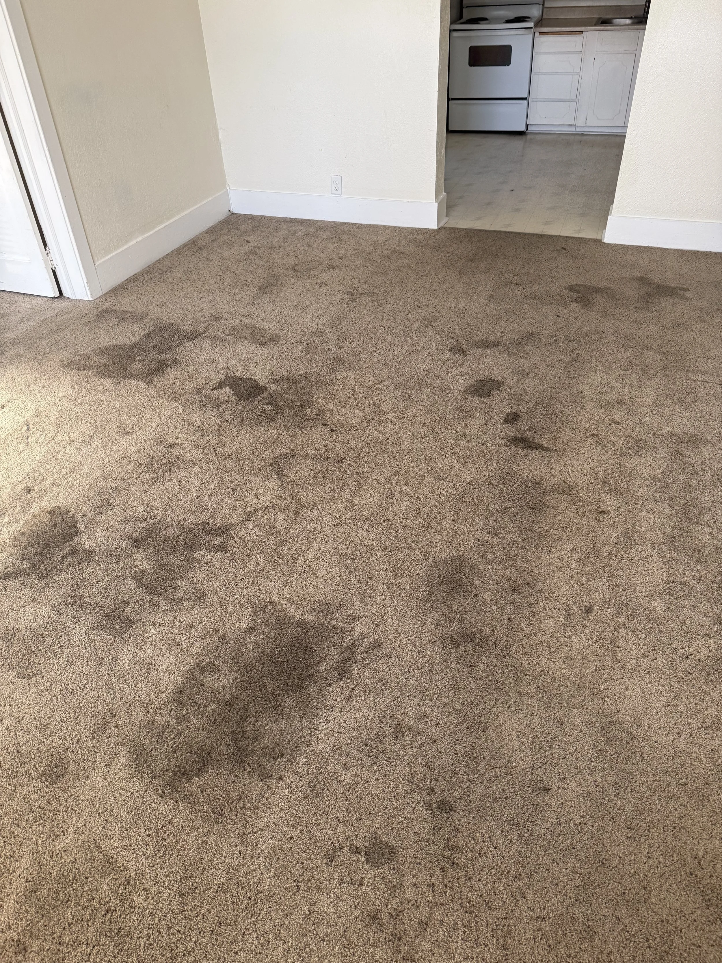 Carpeted room with dark stains on tan carpet, beige walls, white trim, and doorway leading to kitchen with white cabinets and silver stove.