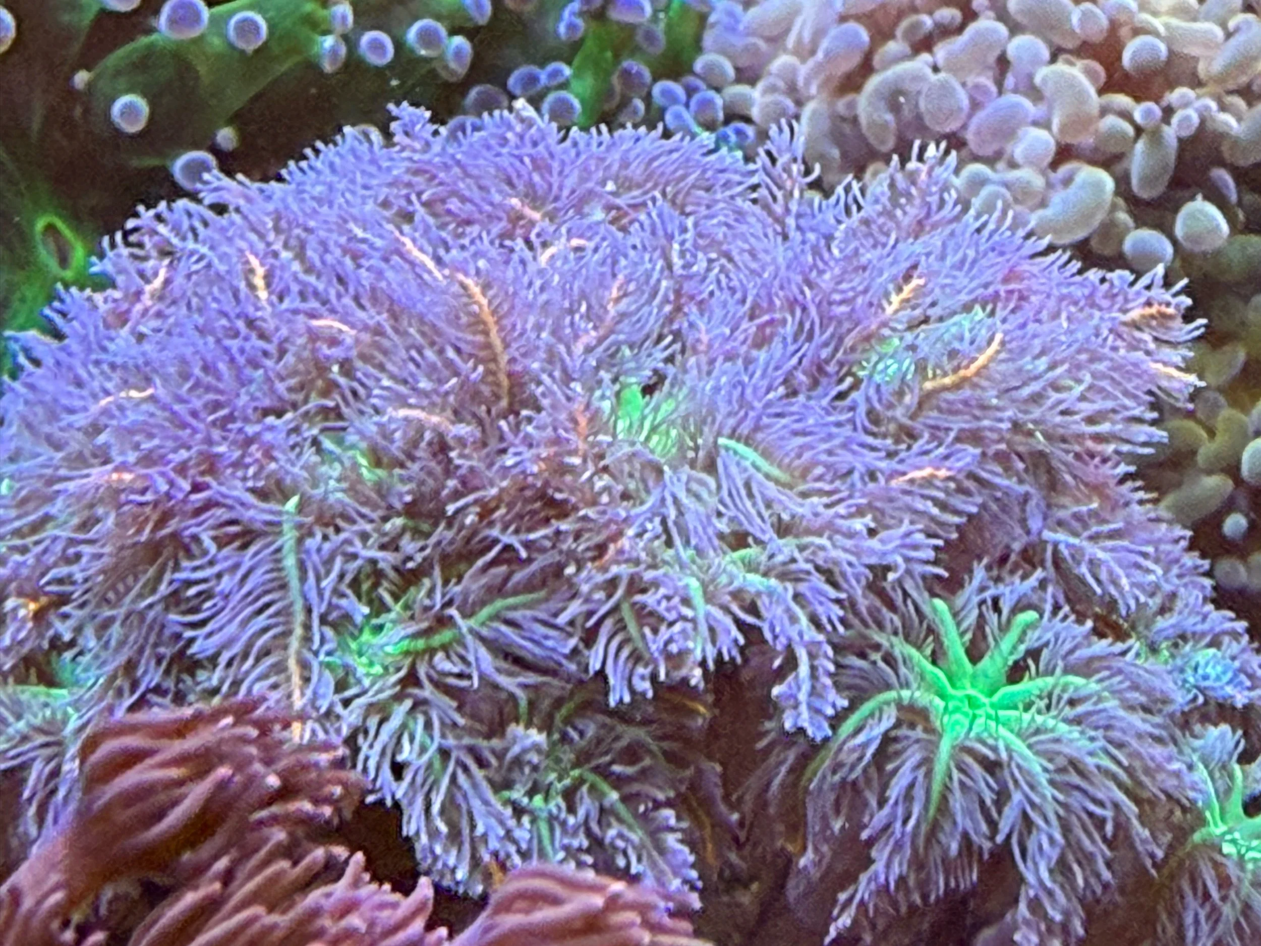 Firework clove polyps (large, many heads)
