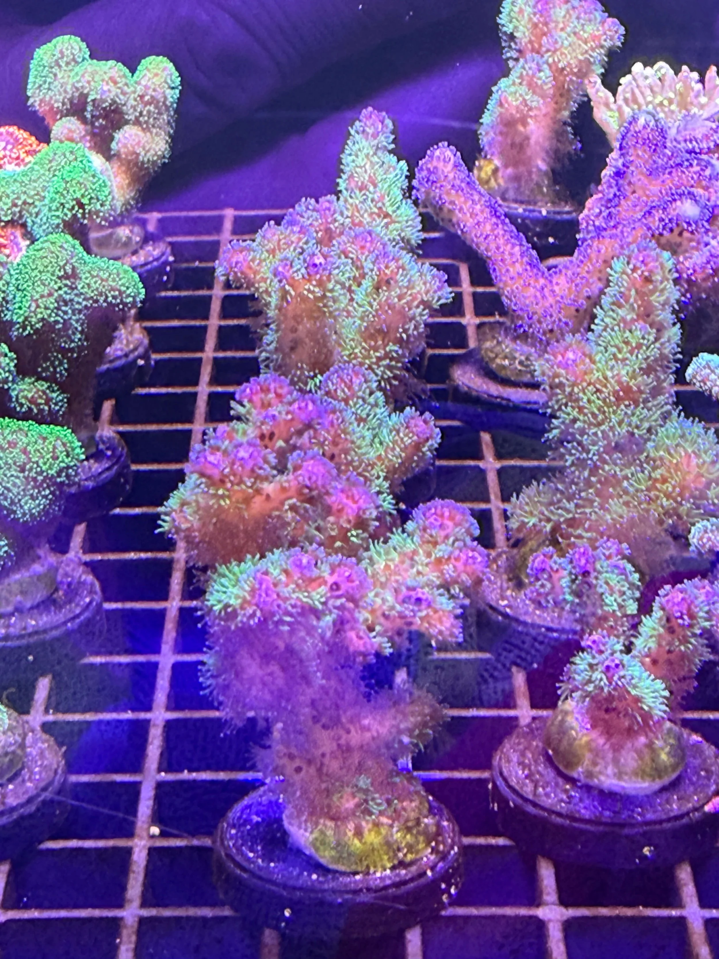 Rainbow pocillopora.jpg