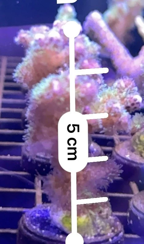 5 cm.jpg