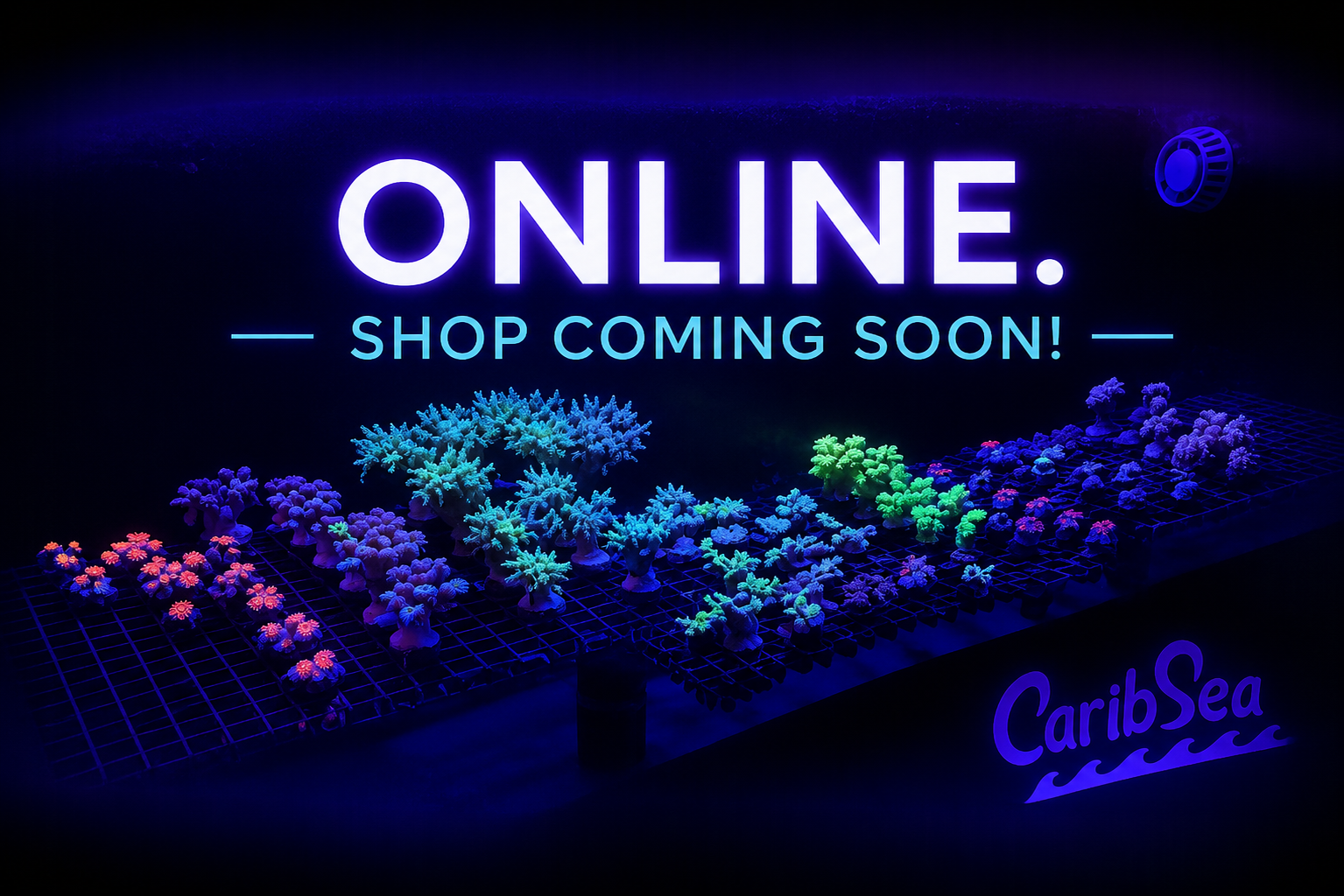 coral online shop coming soon
