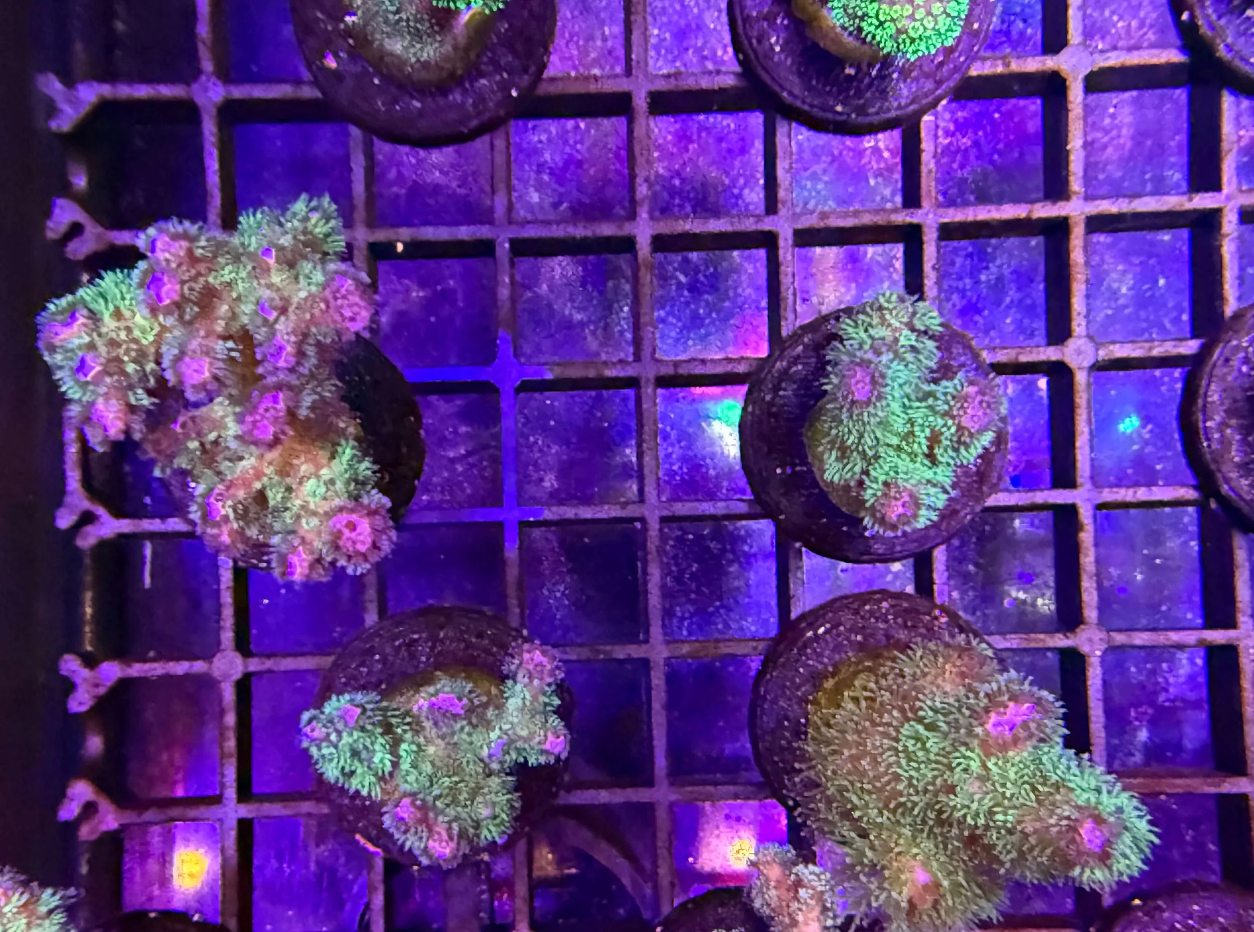 Rainbow Pocillopora top.jpg