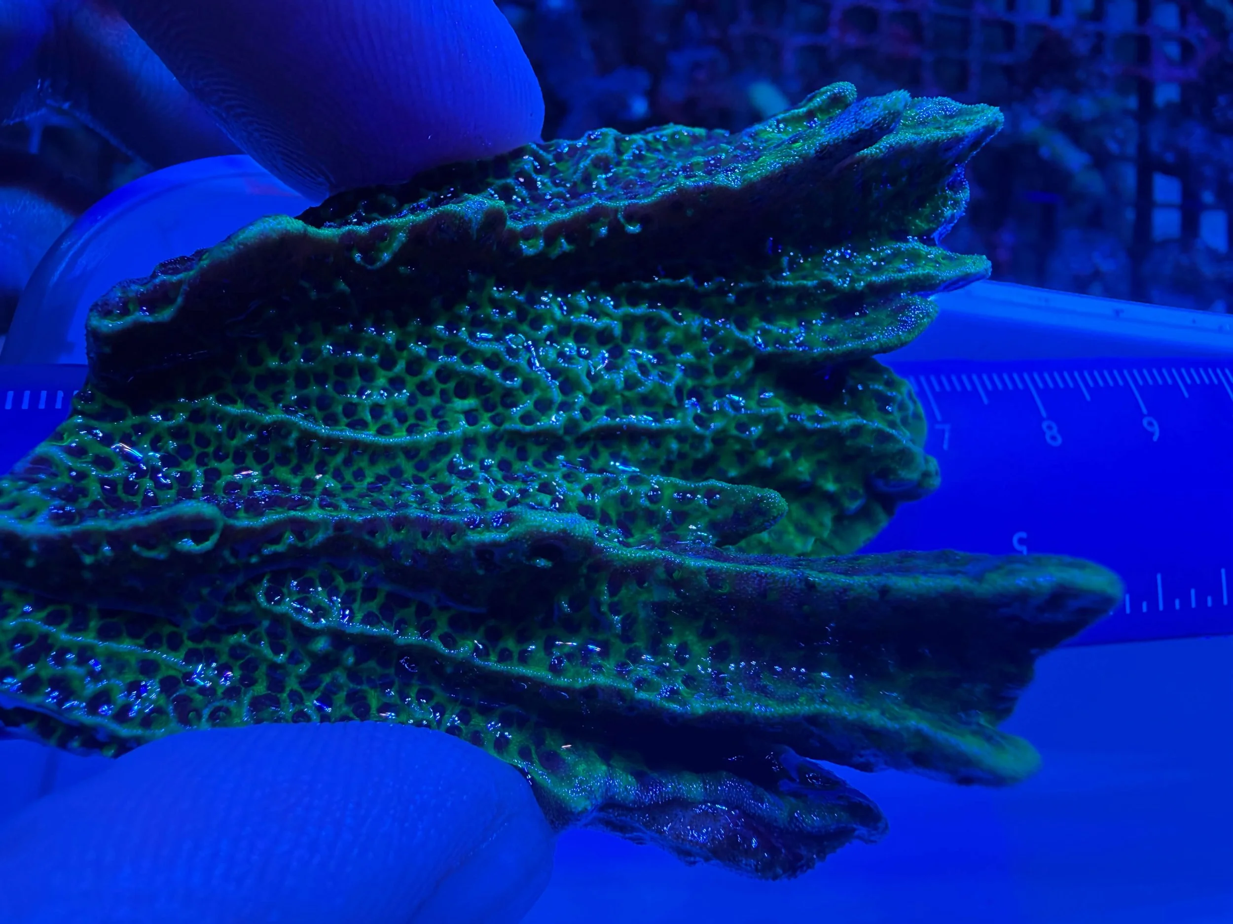 Montipora size.jpg