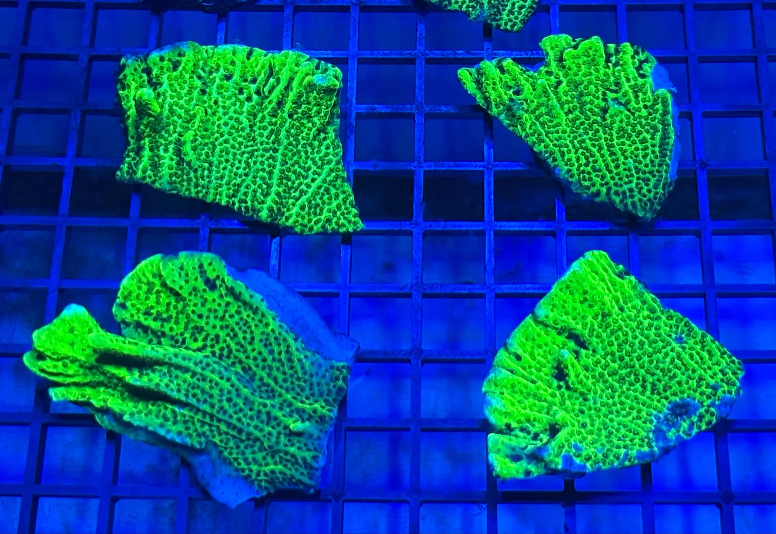 Montipora confusia SPS (6cm in size) nice size