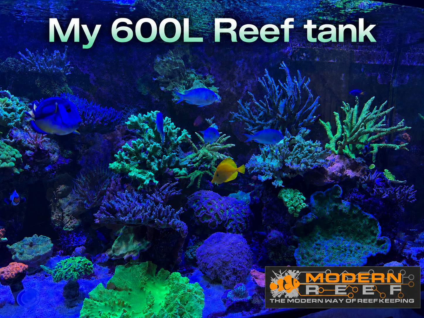 This is how my Reef tank looks today powered by modern Reef