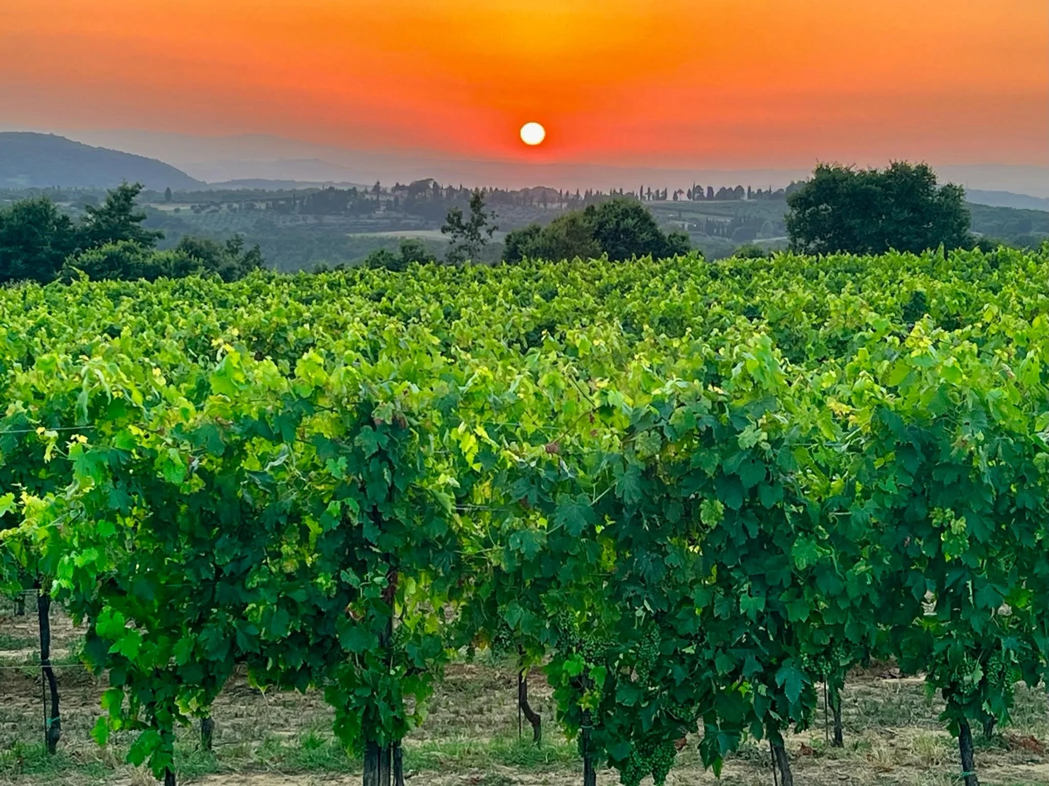 Vineyard with lush green grapevines in front, hills in the background, and a sunset with an orange sky.