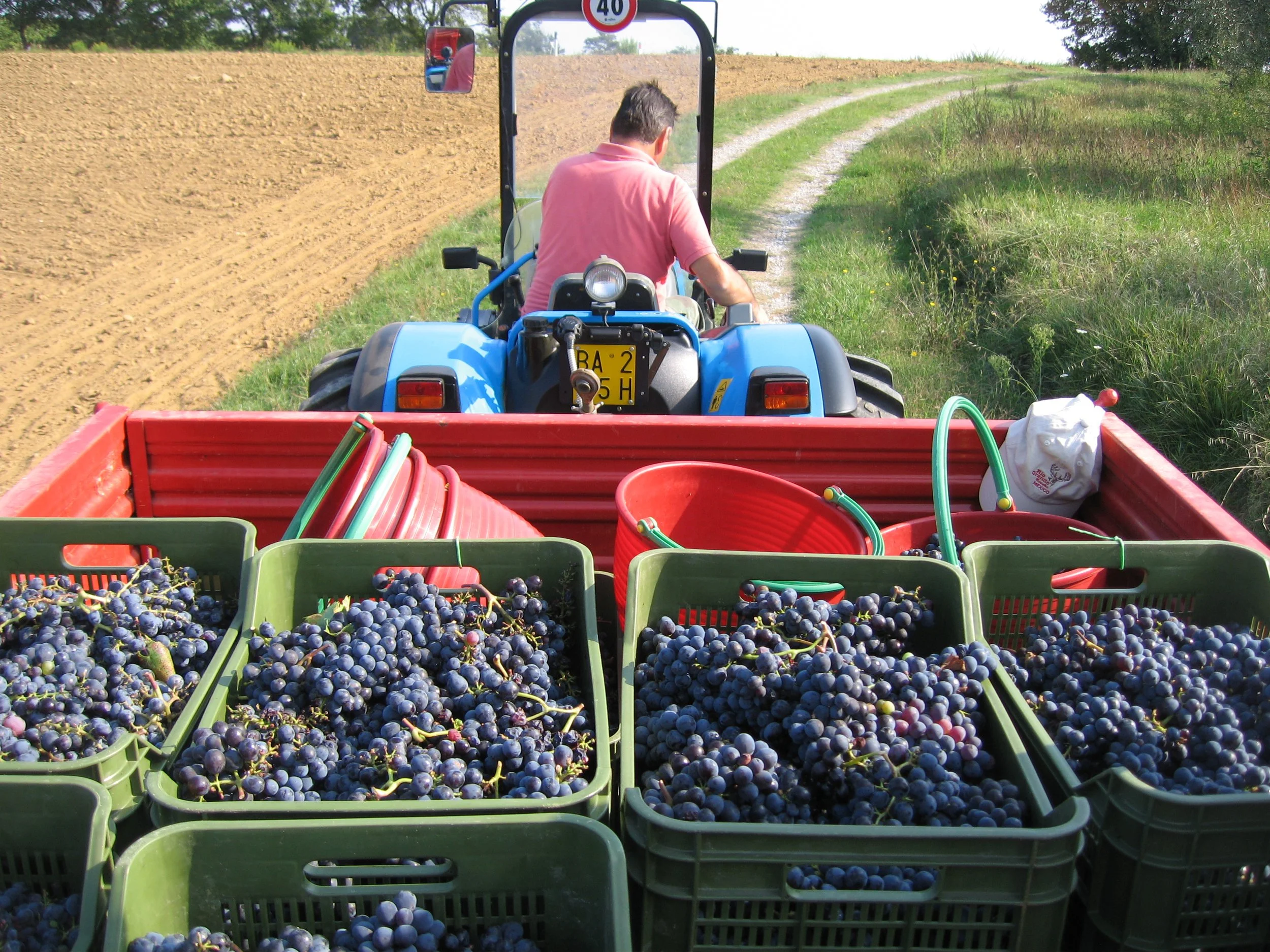 A person driving a small blue tractor on a dirt path in a rural area, pulling a red trailer filled with black or dark purple grapes, with green grassy fields and a plowed field on either side, and trees in the background.