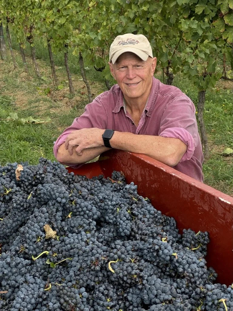A man in a purple shirt and beige cap sitting behind a large red bin filled with freshly picked dark purple grapes, in a vineyard with green grapevines in the background.