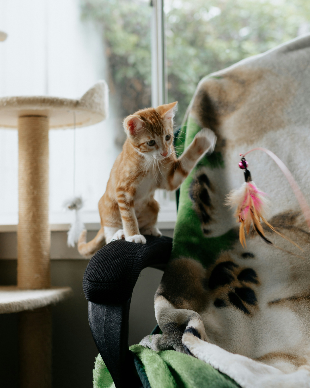 An orange tabby kitten playing with a feather toy on a green blanket, with a cat tree and window in the background.