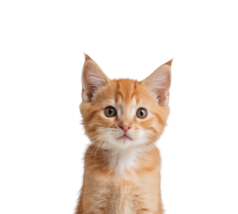 Paige - Registered Veterinary Technologist
