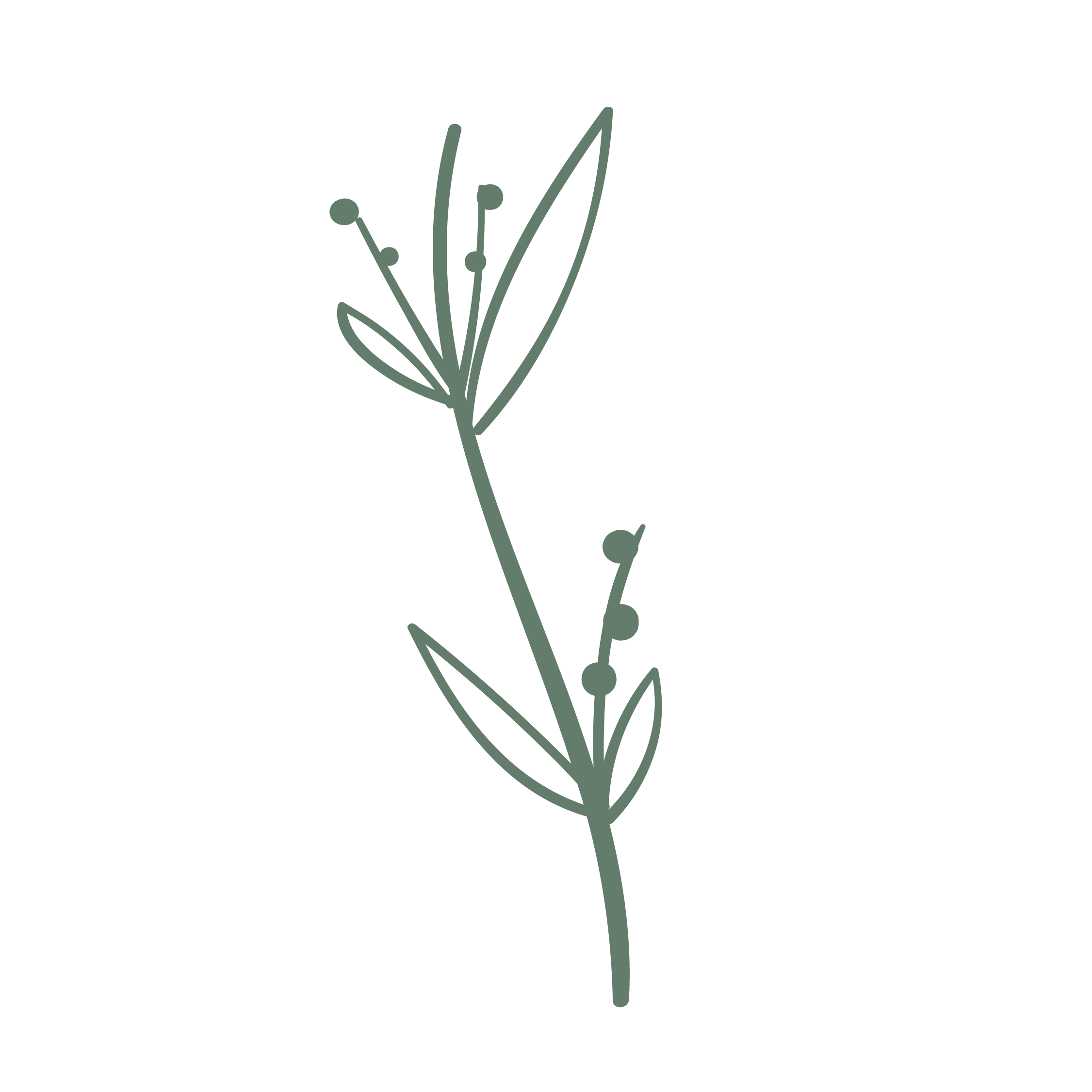 Minimalist illustration of a plant stem with leaves and round buds or berries