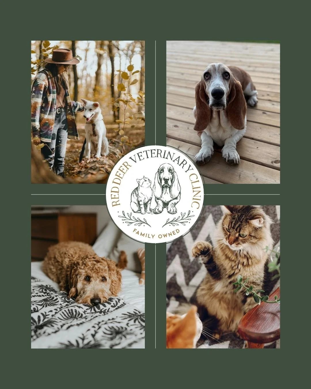 A collage for Red Deer Veterinary Clinic featuring four photos of pets: a woman with a white dog in a forest, a sitting basset hound on a wooden deck, a cute brown puppy lying on a patterned blanket, and a tabby cat reaching paw out. The clinic's logo is in the center with a dog and a cat illustration, and the text "Family Owned."