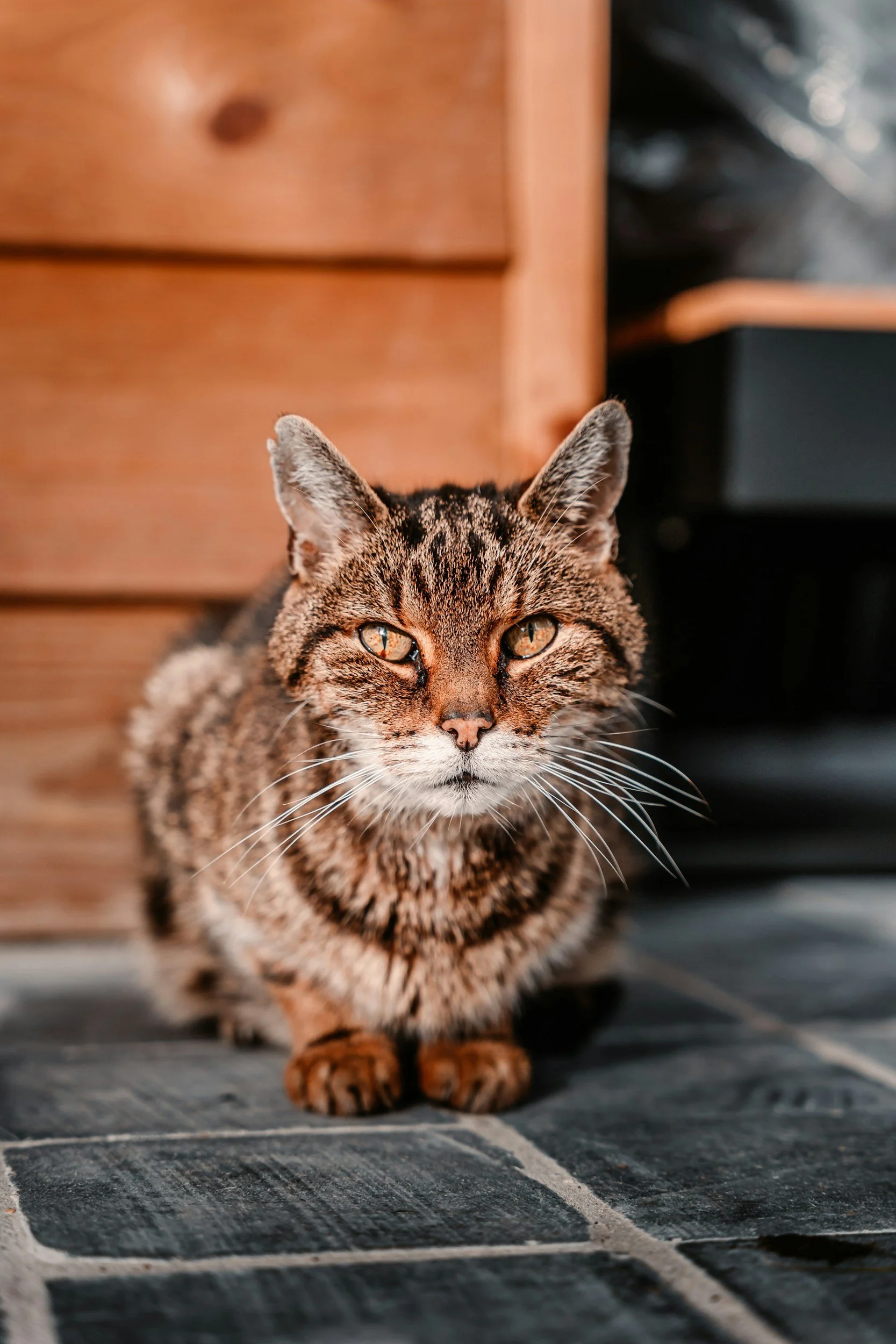 A tabby cat walking on a tiled floor, with a wooden drawer and dark furniture in the background.