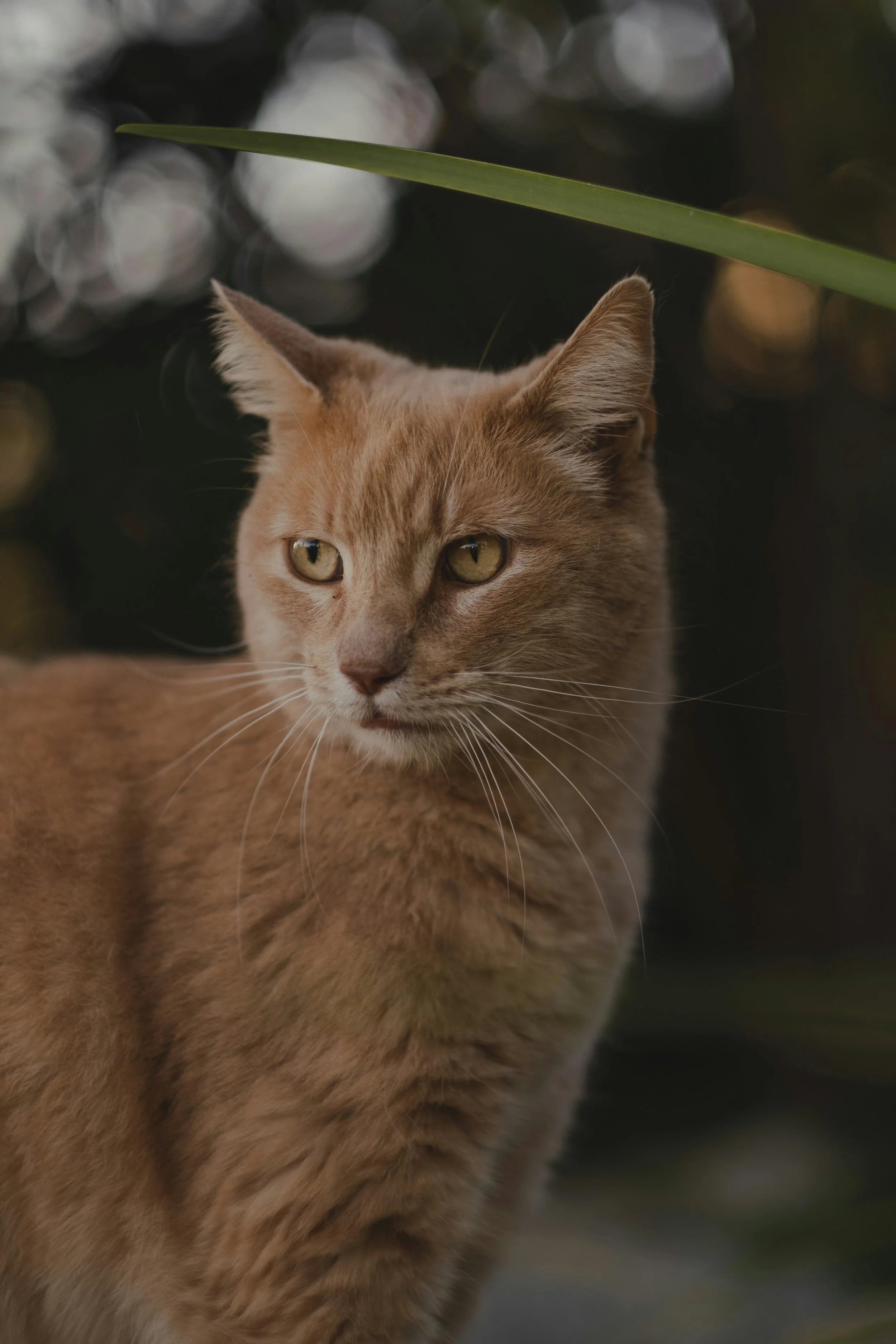 Red Deer Veterinary Clinic is a locally owned veterinary clinic providing compassionate, personalized care for dogs and cats in Red Deer and surrounding communities.