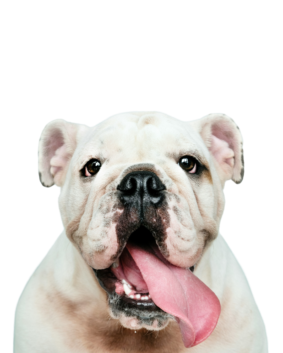 Close-up of a smiling bulldog with its tongue hanging out, looking at the camera.