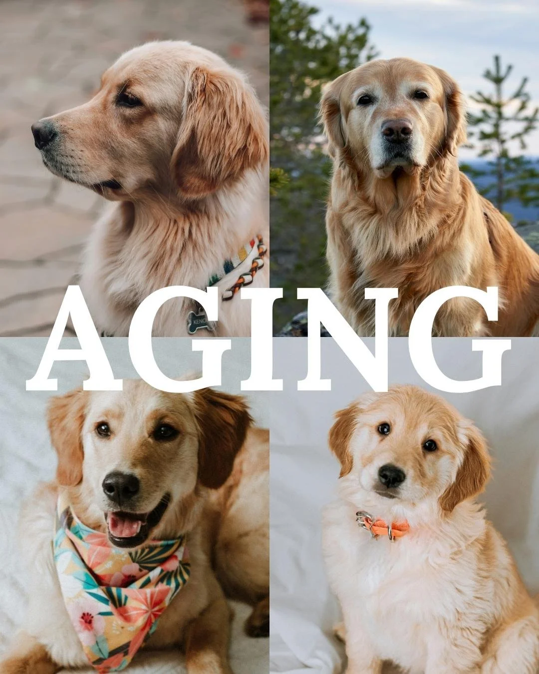 Four images of golden retriever puppies with the word "AGING" overlayed across the center.
