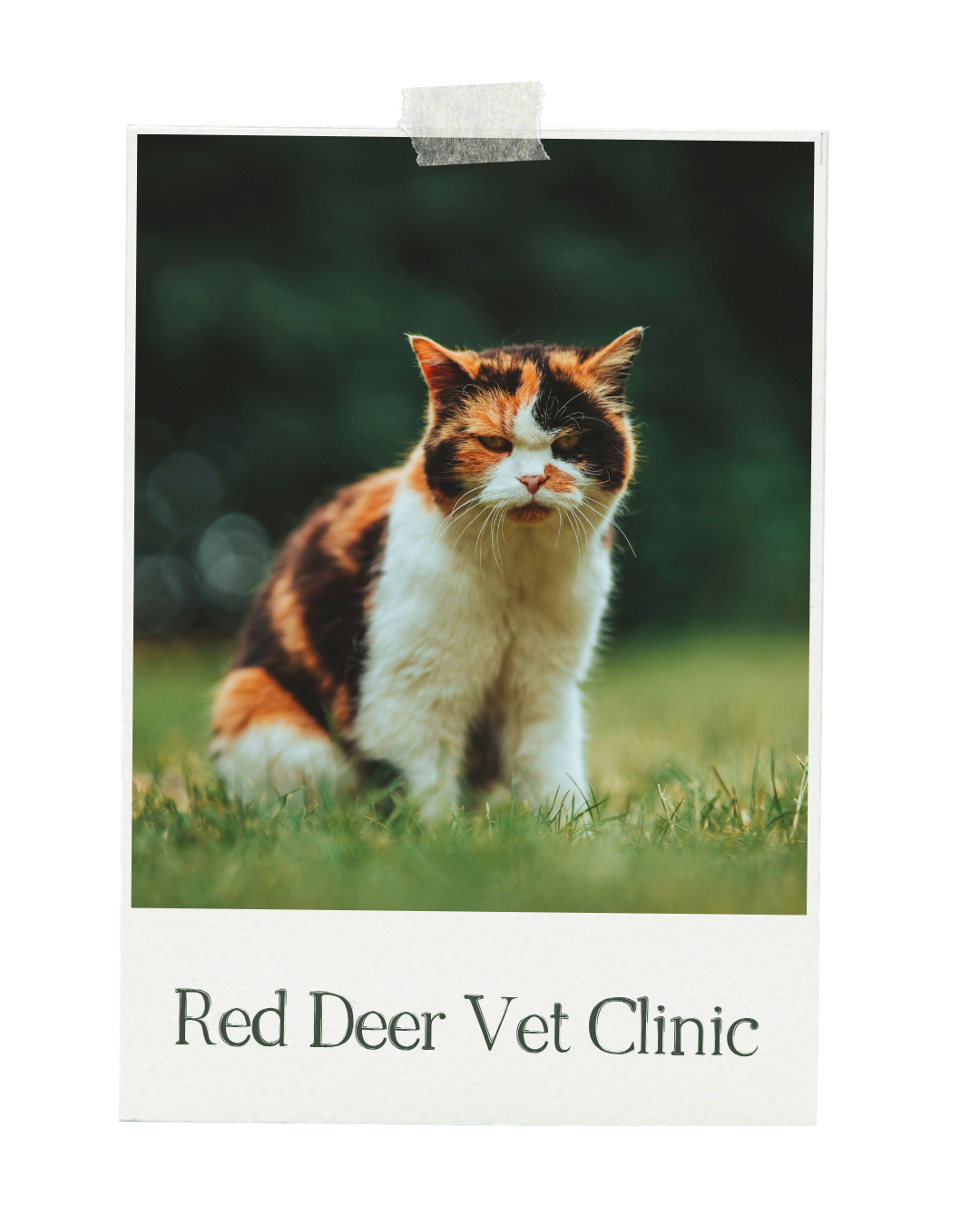 Photograph of a calico cat sitting on grass with a green blurry background, labeled as "Red Deer Vet Clinic".