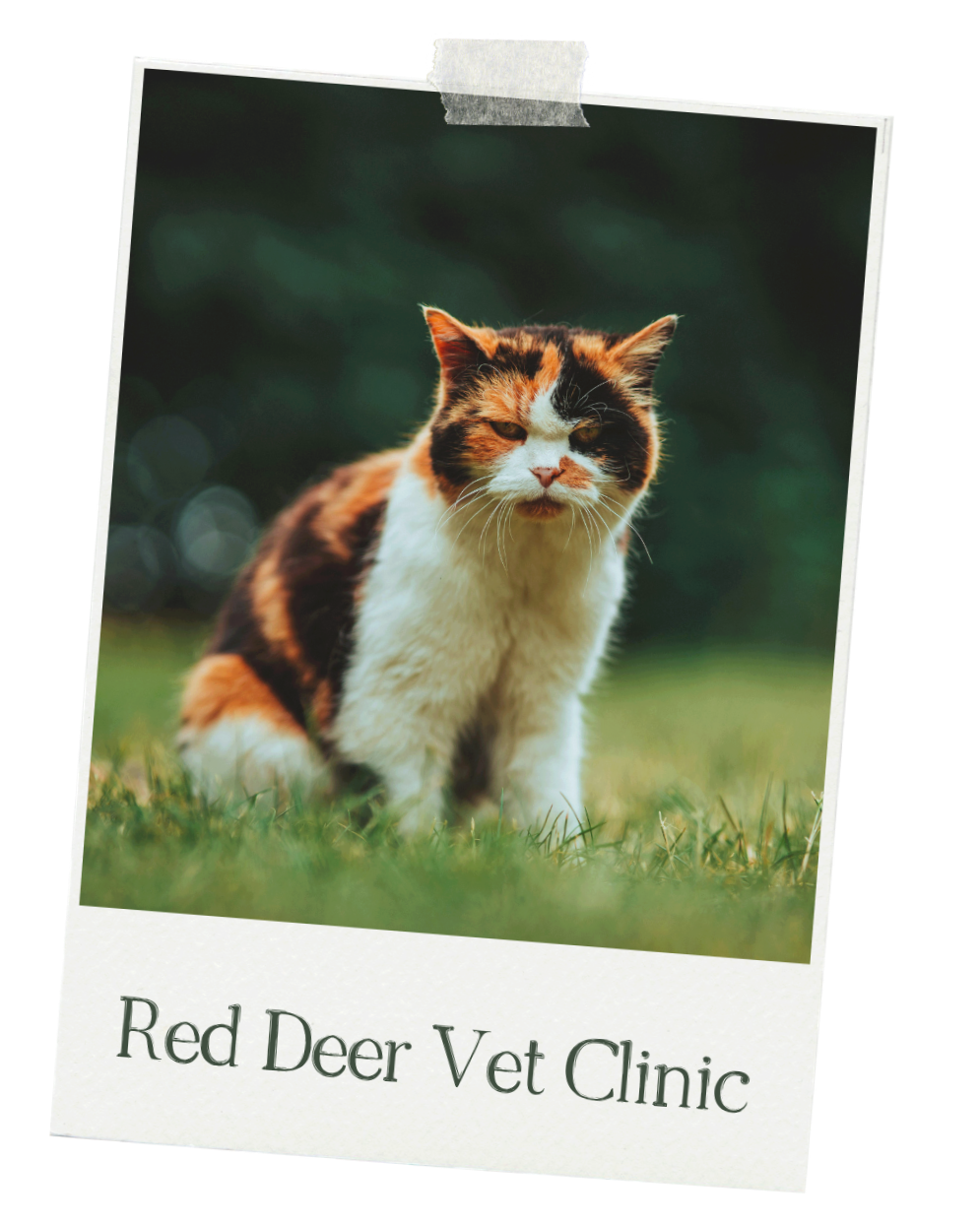 A calico cat sitting on grass with a blurred outdoor background, labeled 'Red Deer Vet Clinic'.