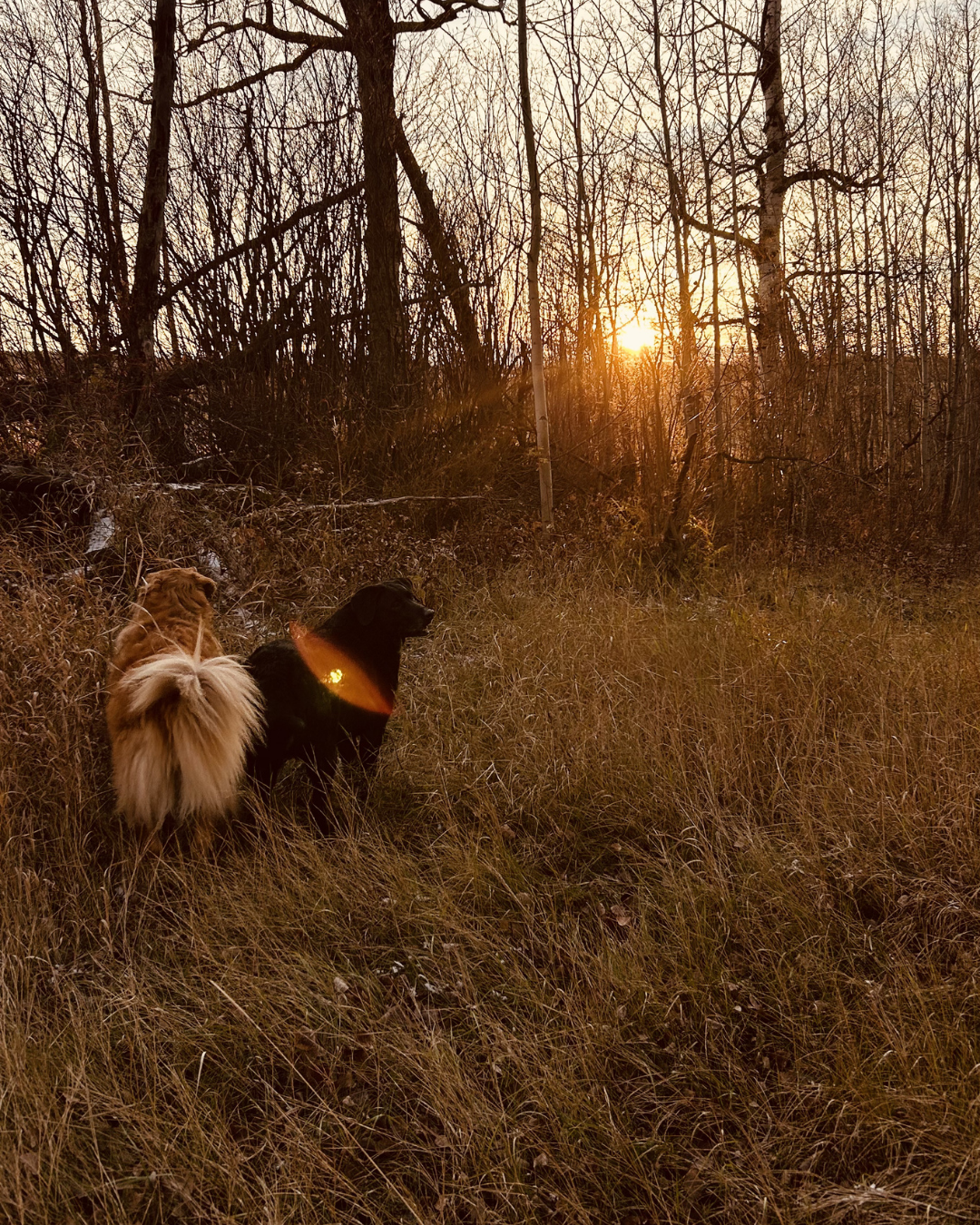 Lost and Found Pets in Red Deer: A Complete Guide for Pet Owners