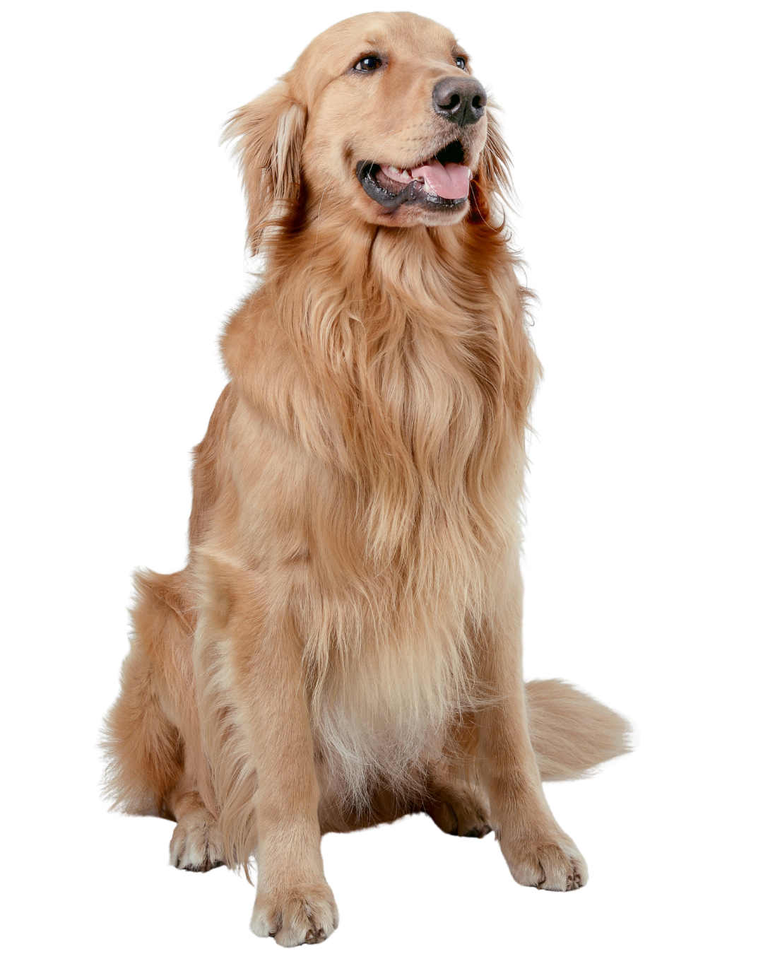 Golden retriever dog sitting with mouth open and tongue out.