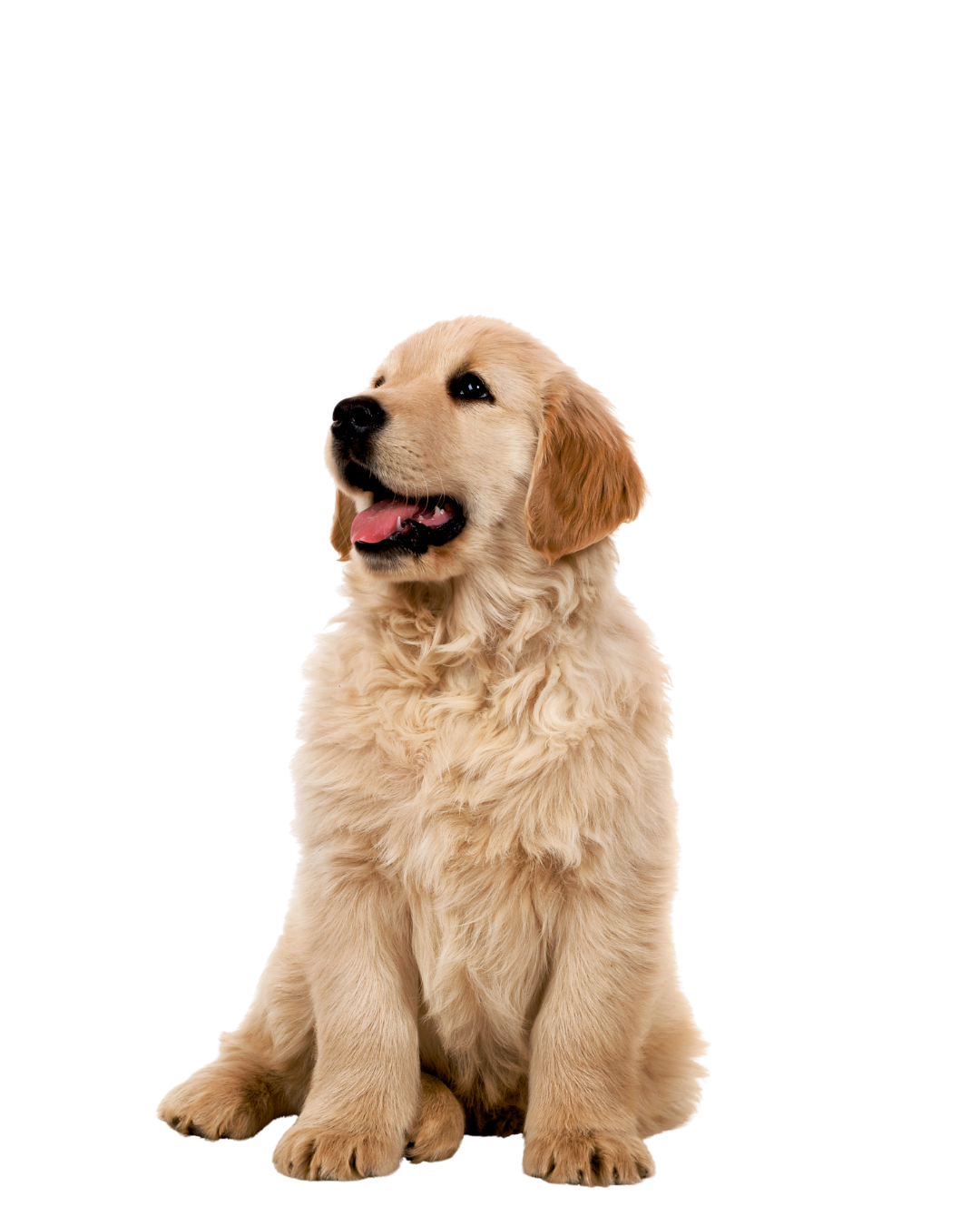 Red Deer Veterinary Clinic is a locally owned veterinary clinic