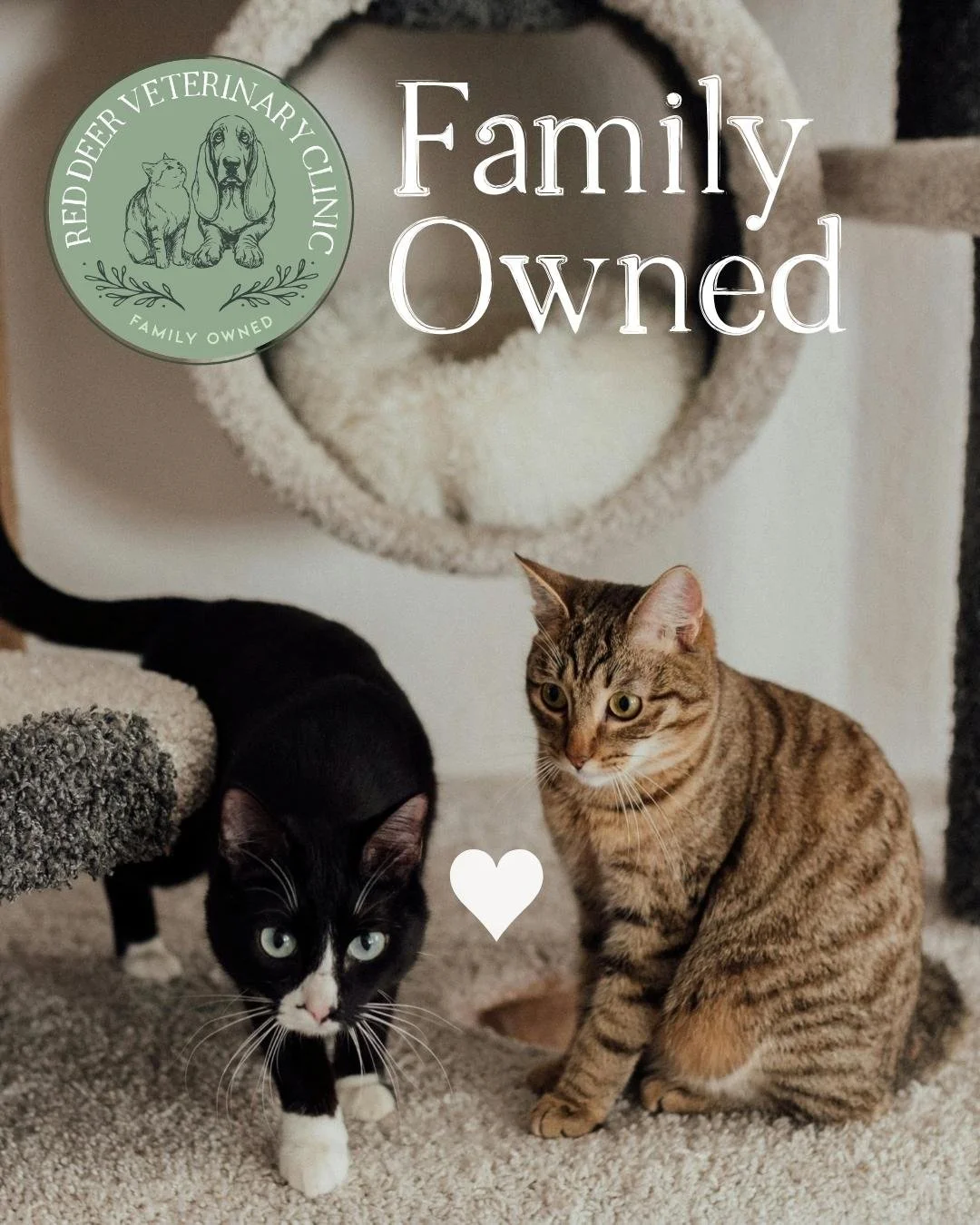 Why Choosing a Family-Owned Veterinary Clinic Still Matters