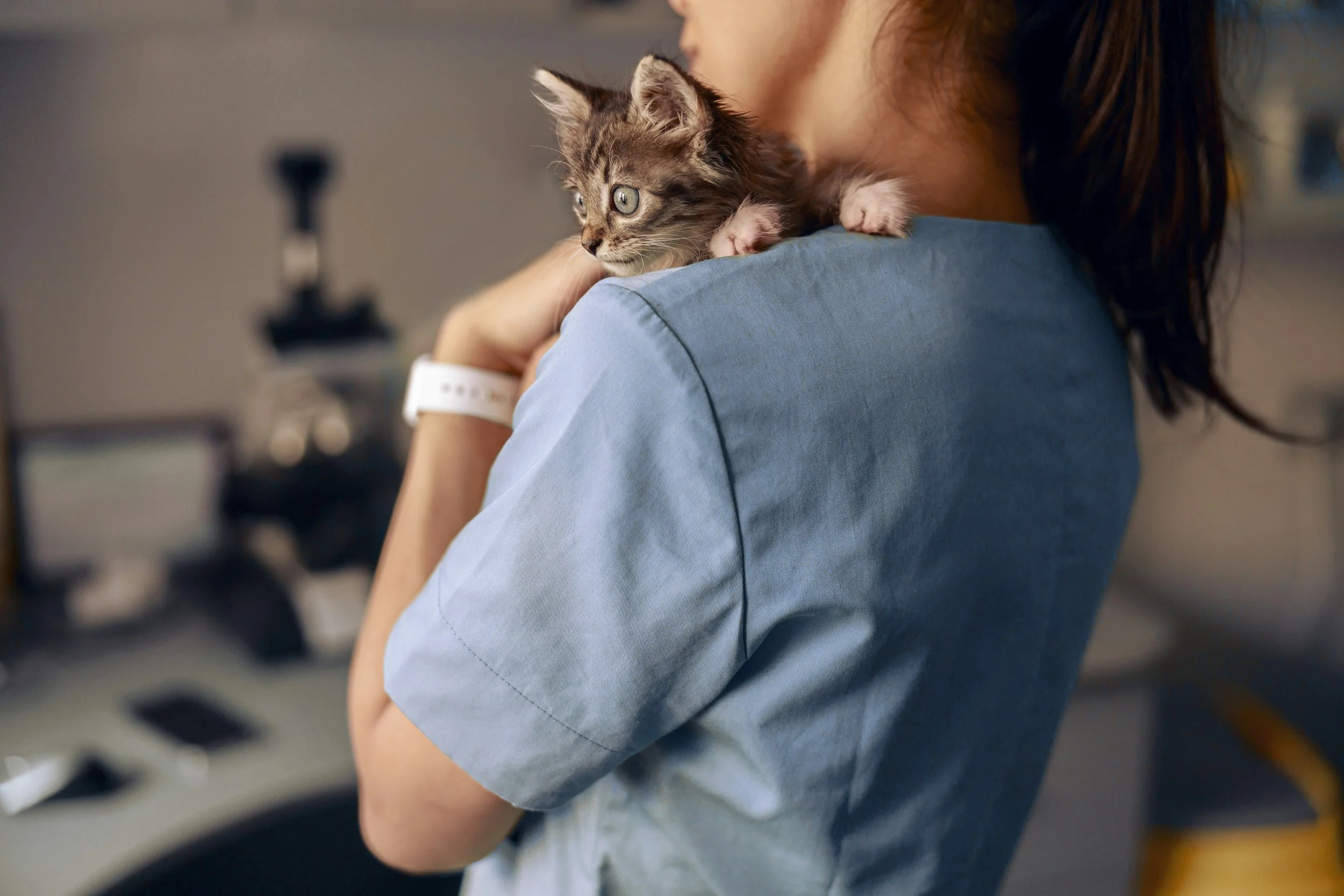 A person in a blue medical uniform holding a small, gray tabby kitten on their shoulder in a clinical setting.