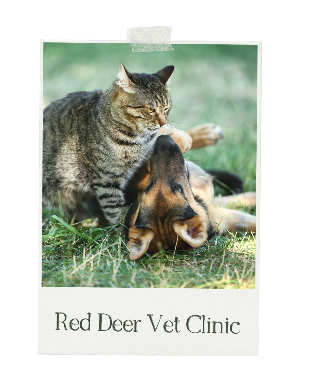 Photo of a cat and a dog playing on grass with a text overlay that reads 'Red Deer Vet Clinic'.
