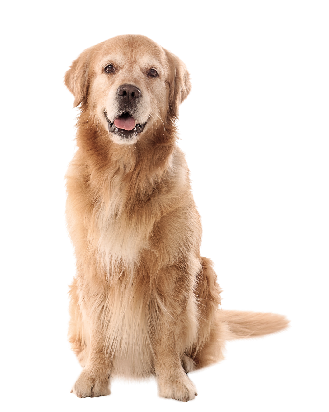 Red Deer Veterinary Clinic is a locally owned veterinary clinic