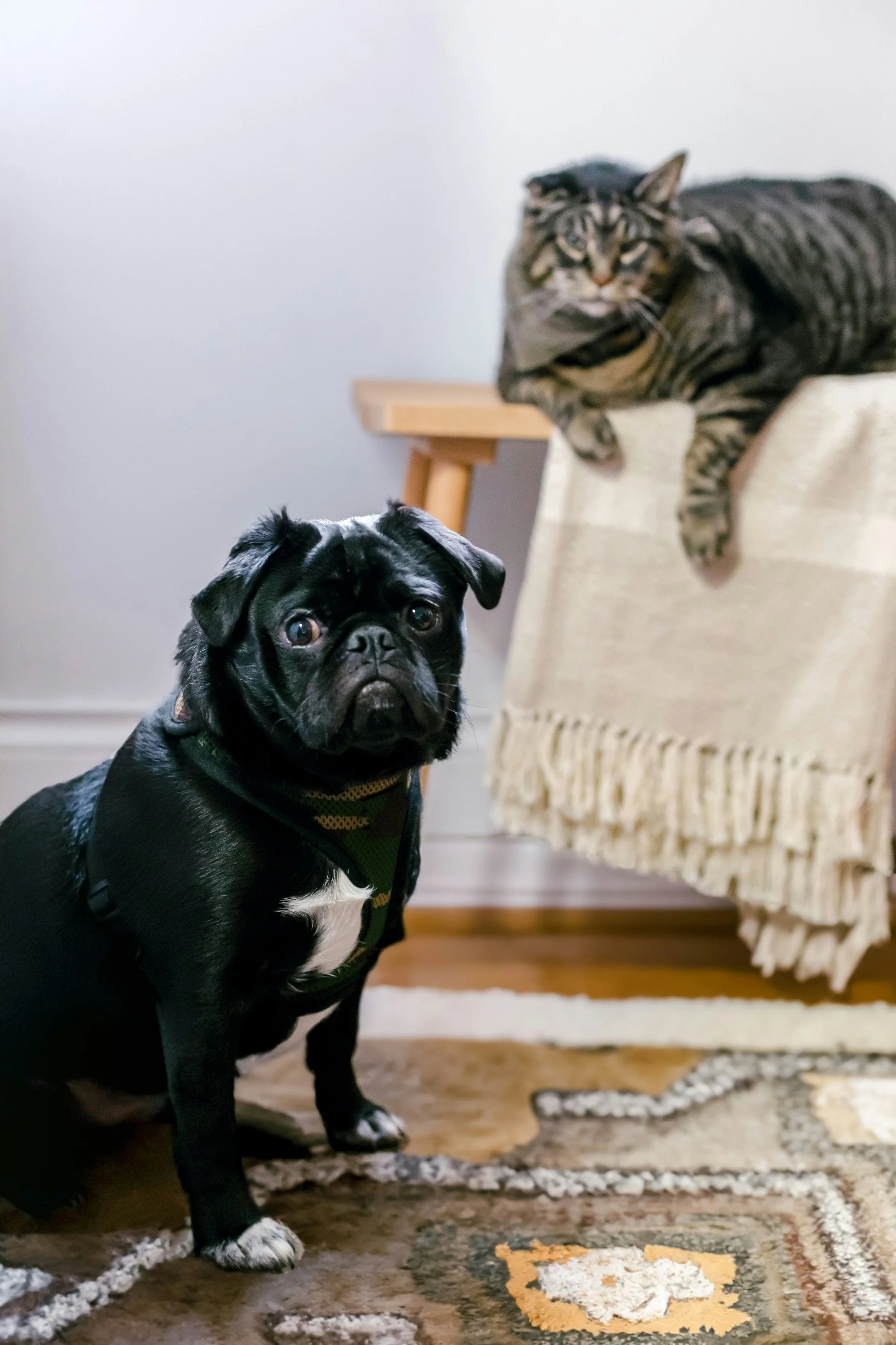 A black pug dog with a yellow and black harness sitting on a patterned rug, looking at the camera, with a tabby cat lounging on a beige chair in the background.