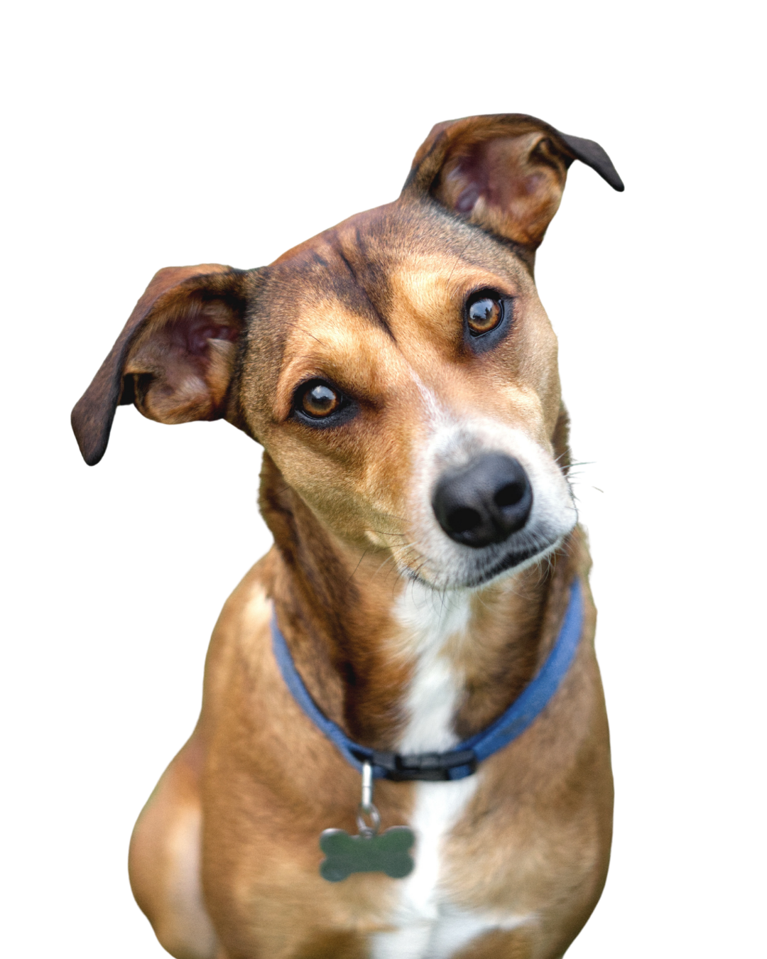 Darian - Registered Veterinary Technologist