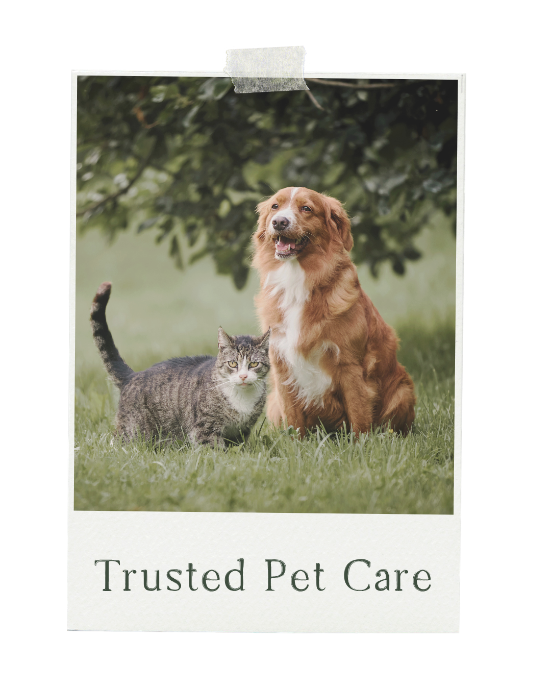 A brown and white dog sitting next to a gray tabby cat on grass with a background of green foliage, with the text 'Trusted Pet Care' at the bottom.