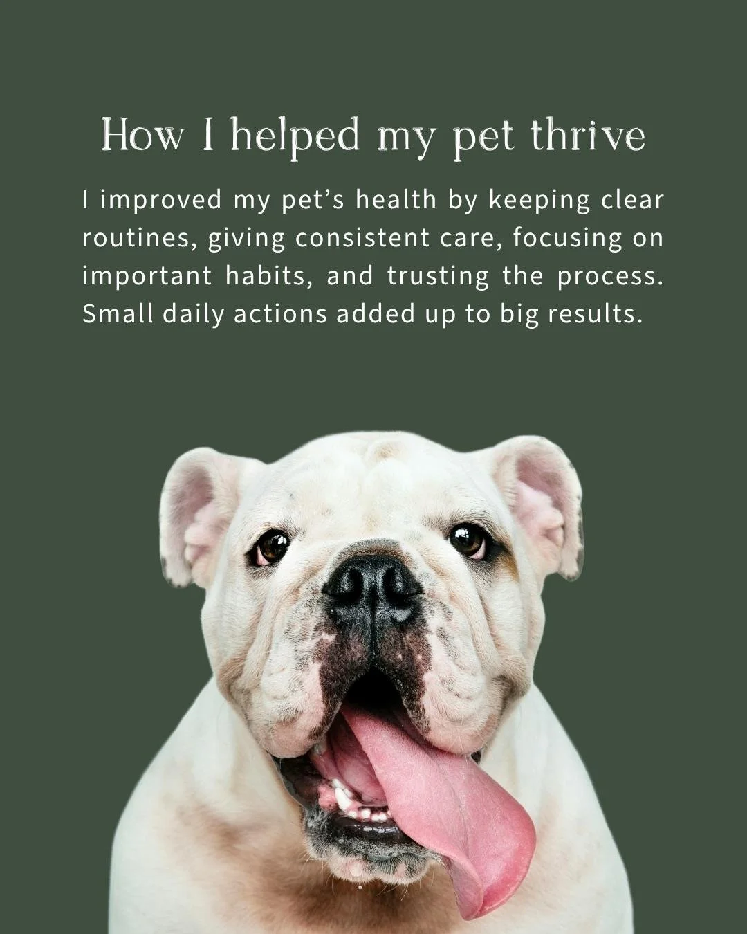 Poster with a photo of a happy bulldog and text about pet care. The background is dark green and the dog is white with a pink tongue.