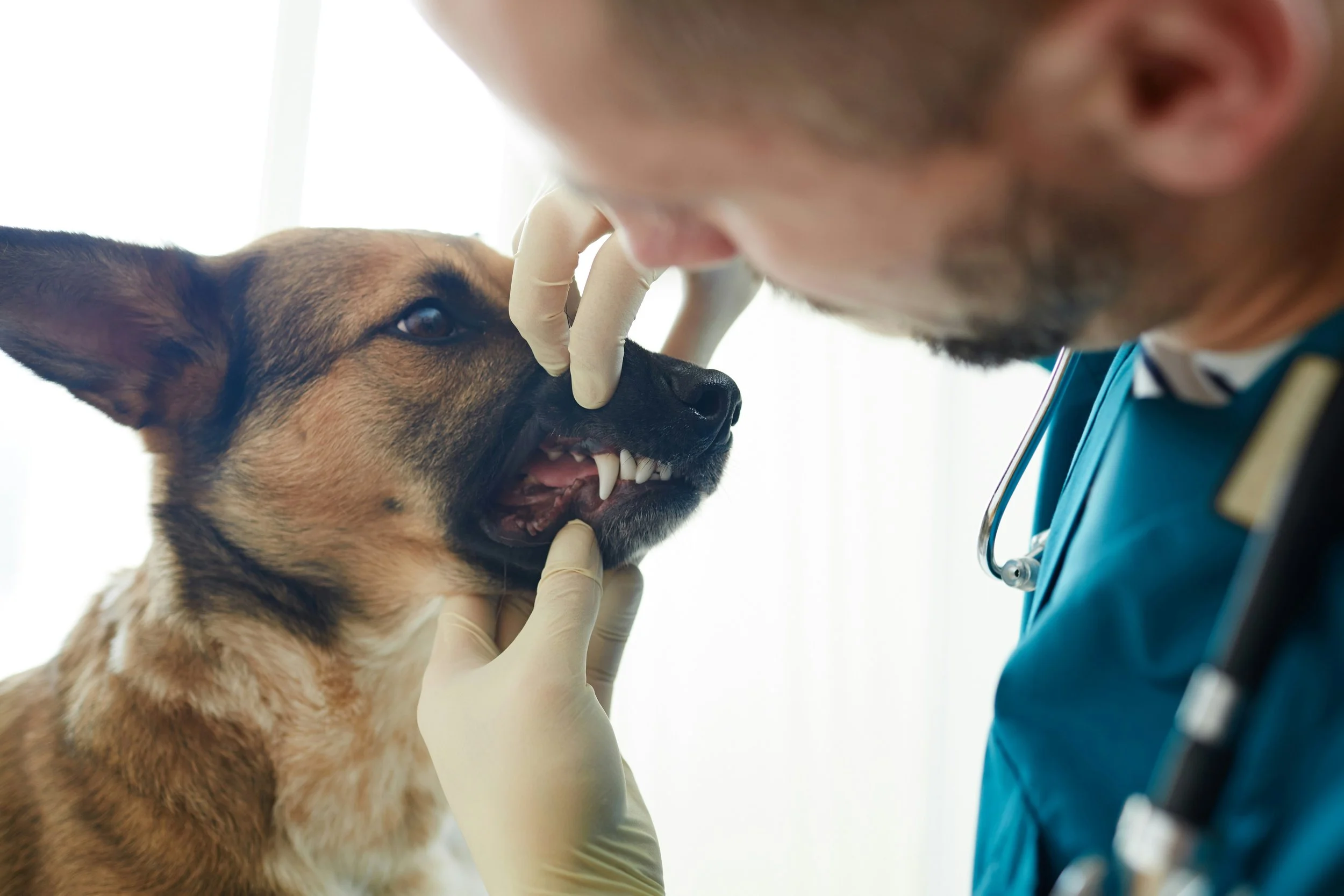 A veterinarian examining a dog, wearing gloves and a stethoscope.