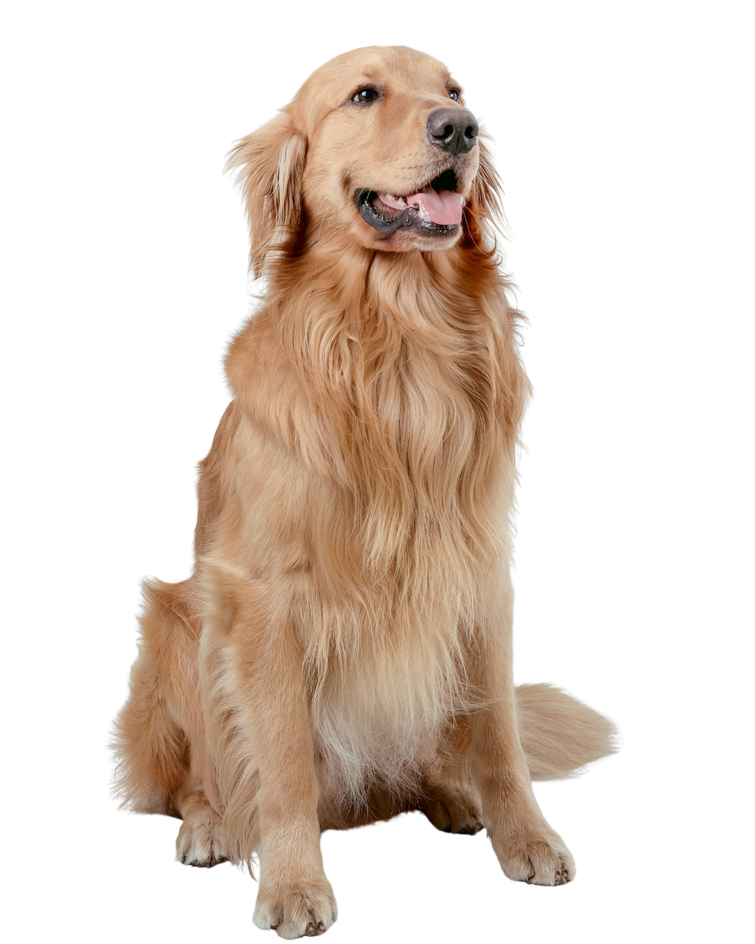 Red Deer Veterinary Clinic is a locally owned veterinary clinic